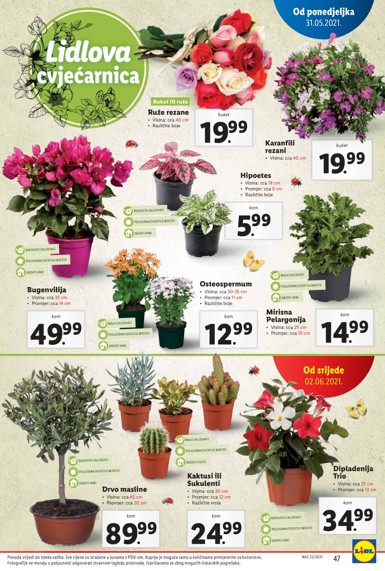 Lidl katalog - 31.05.2021. - 06.06.2021. Stranica 47