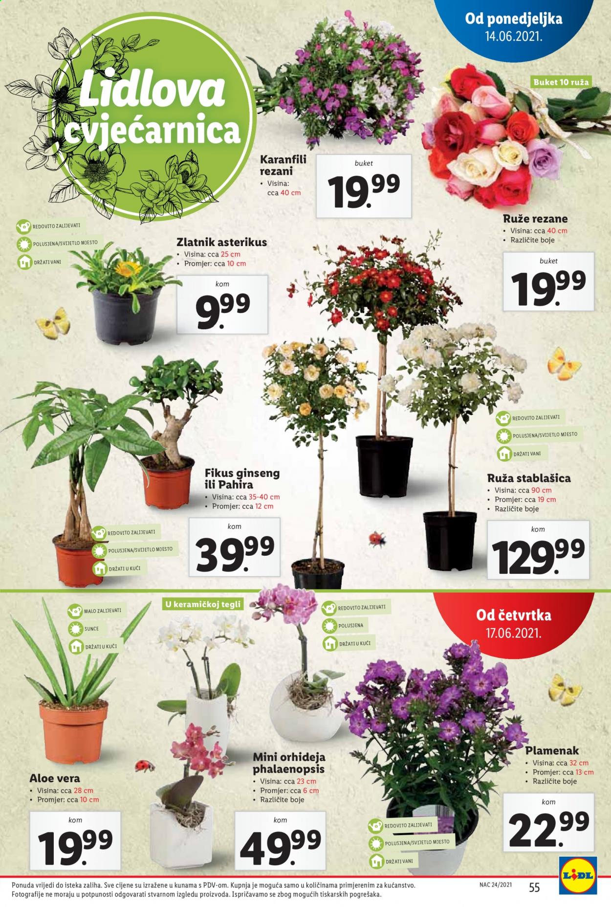 Lidl katalog - 14.06.2021. - 20.06.2021. Stranica 55