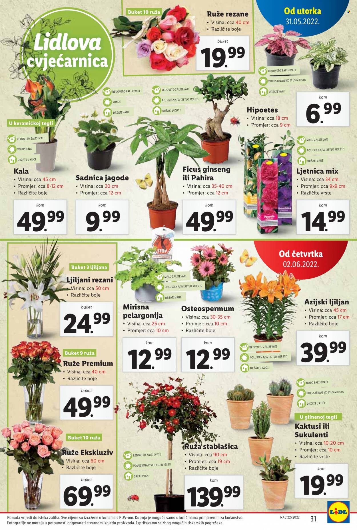 Lidl katalog - 31.05.2022. - 05.06.2022. Stranica 31