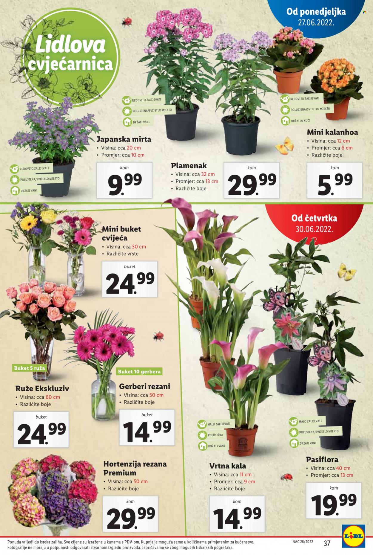 Lidl katalog - 27.06.2022. - 03.07.2022. Stranica 37