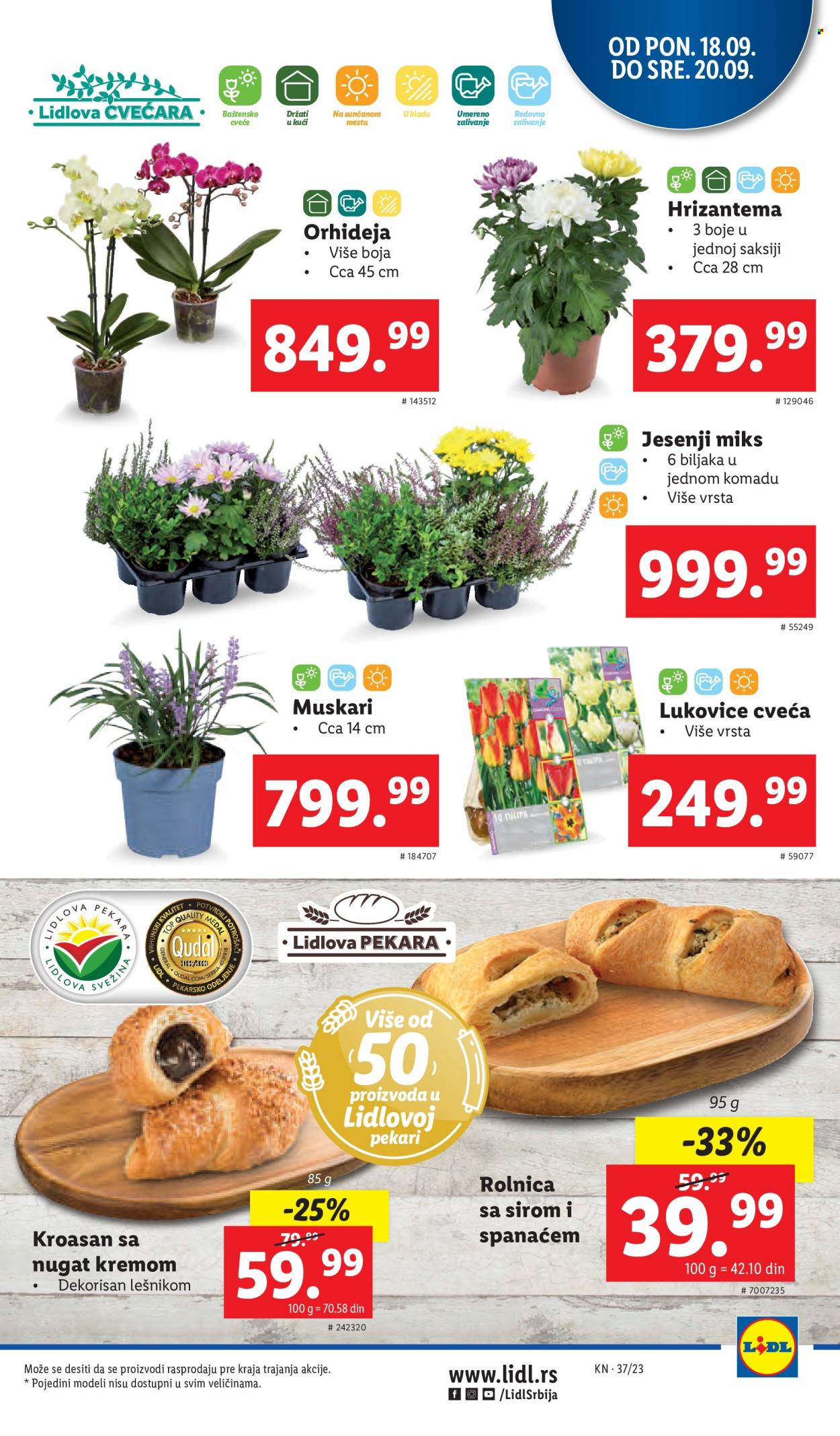 Lidl katalog - 14.09.2023 - 20.09.2023. Stranica 63