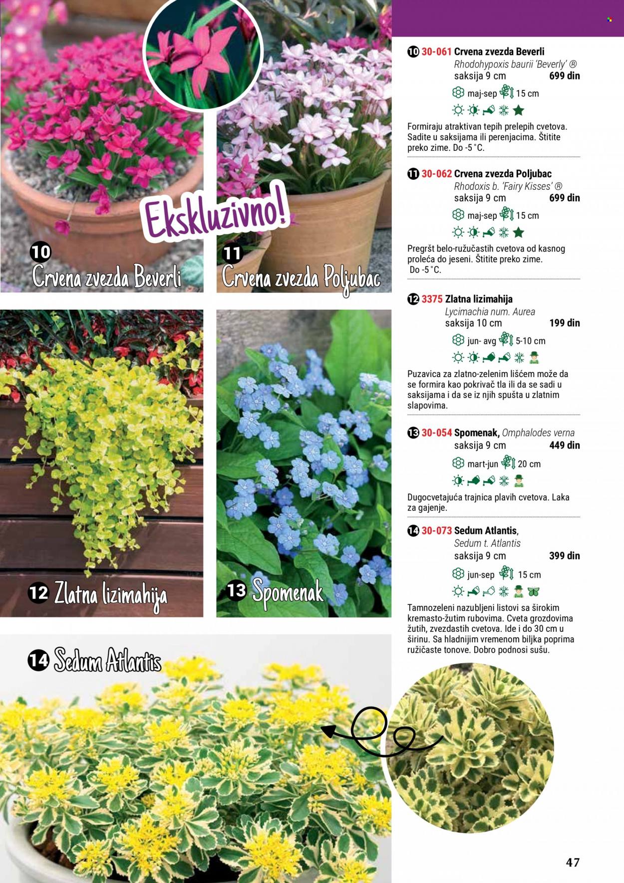 Flora Ekspres katalog. Stranica 47