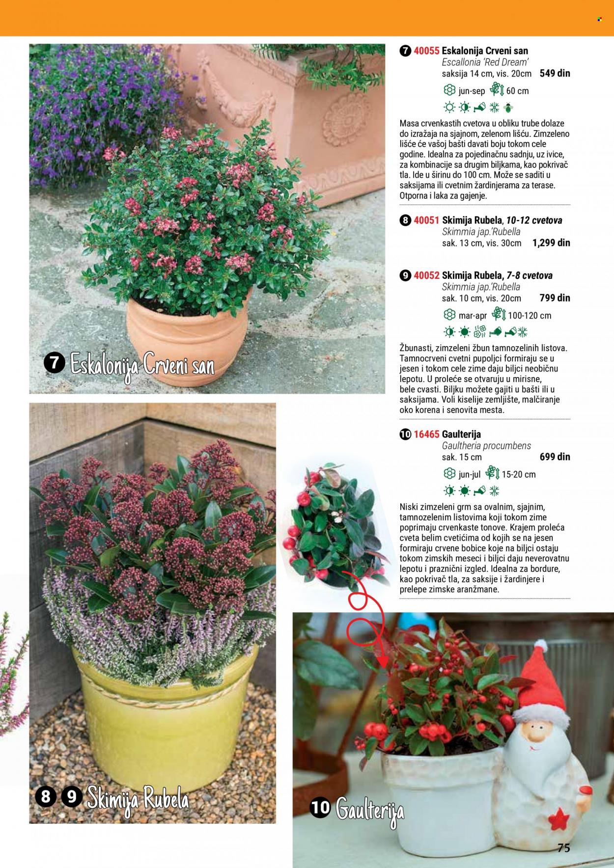 Flora Ekspres katalog. Stranica 75
