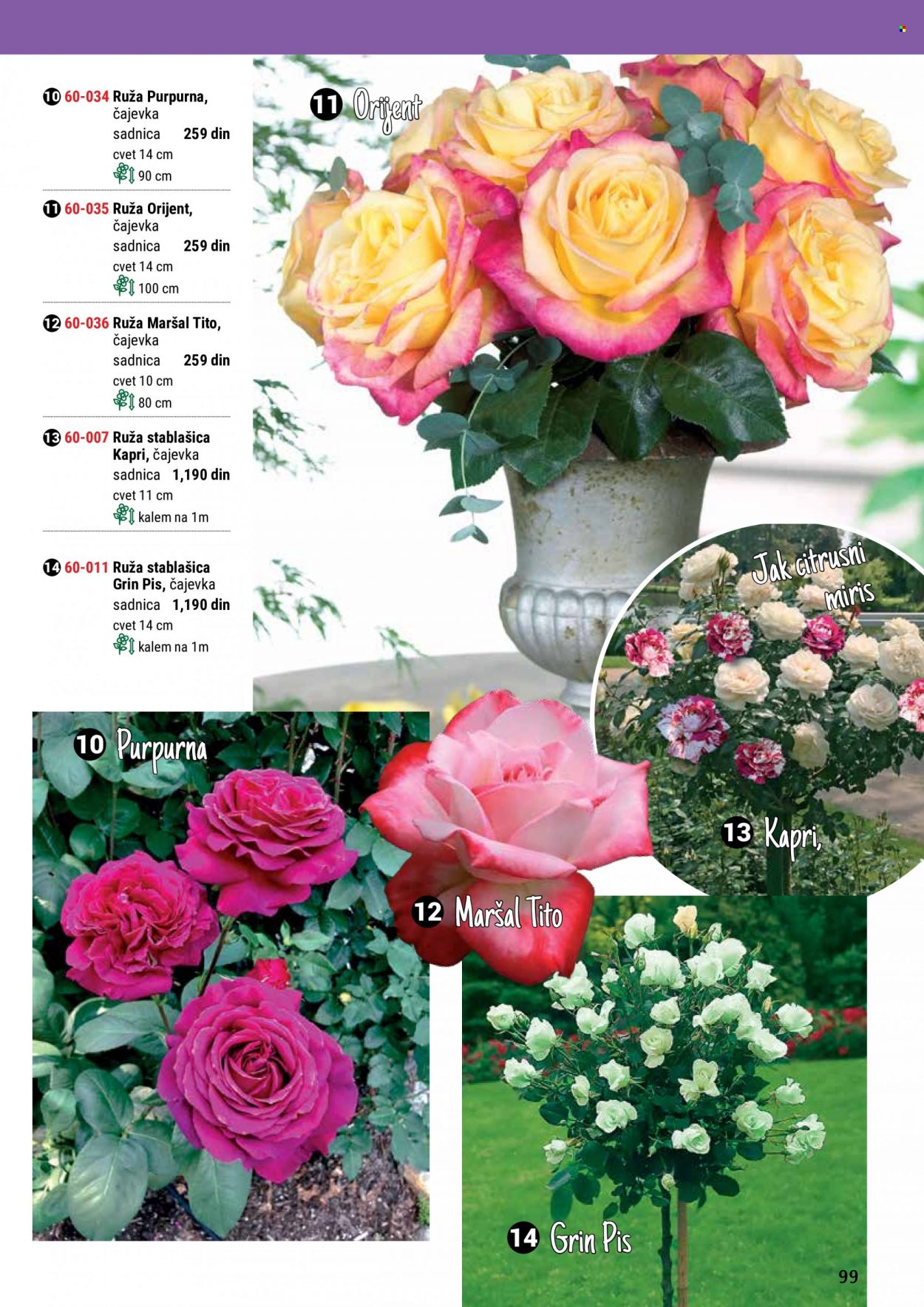 Flora Ekspres katalog. Stranica 99