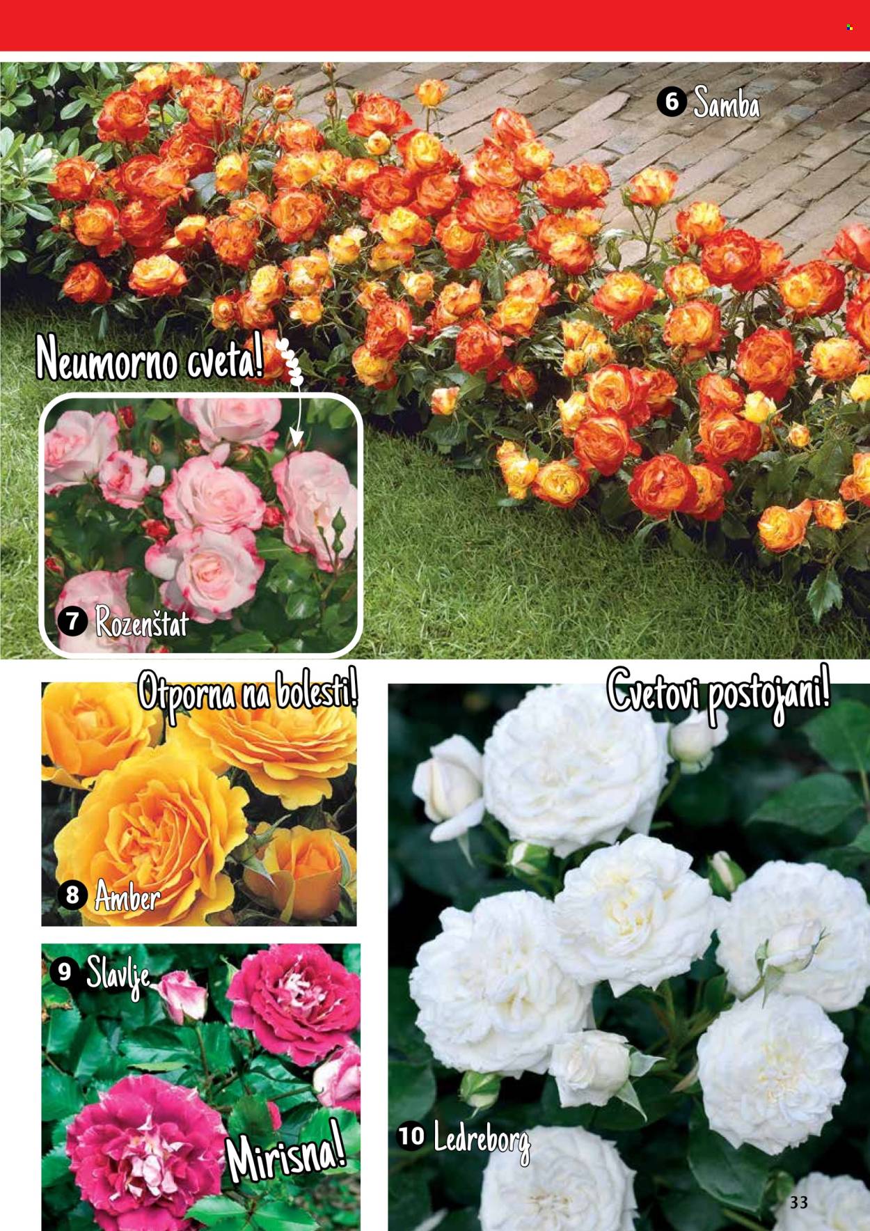Flora Ekspres katalog. Stranica 33