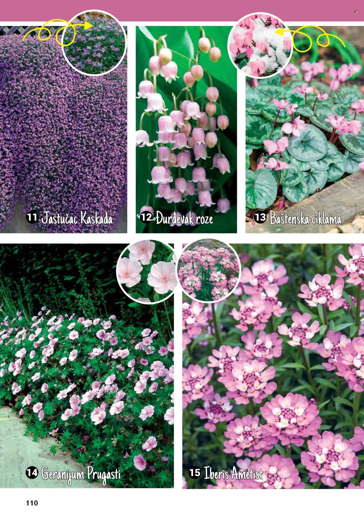 Flora Ekspres katalog. Stranica 110