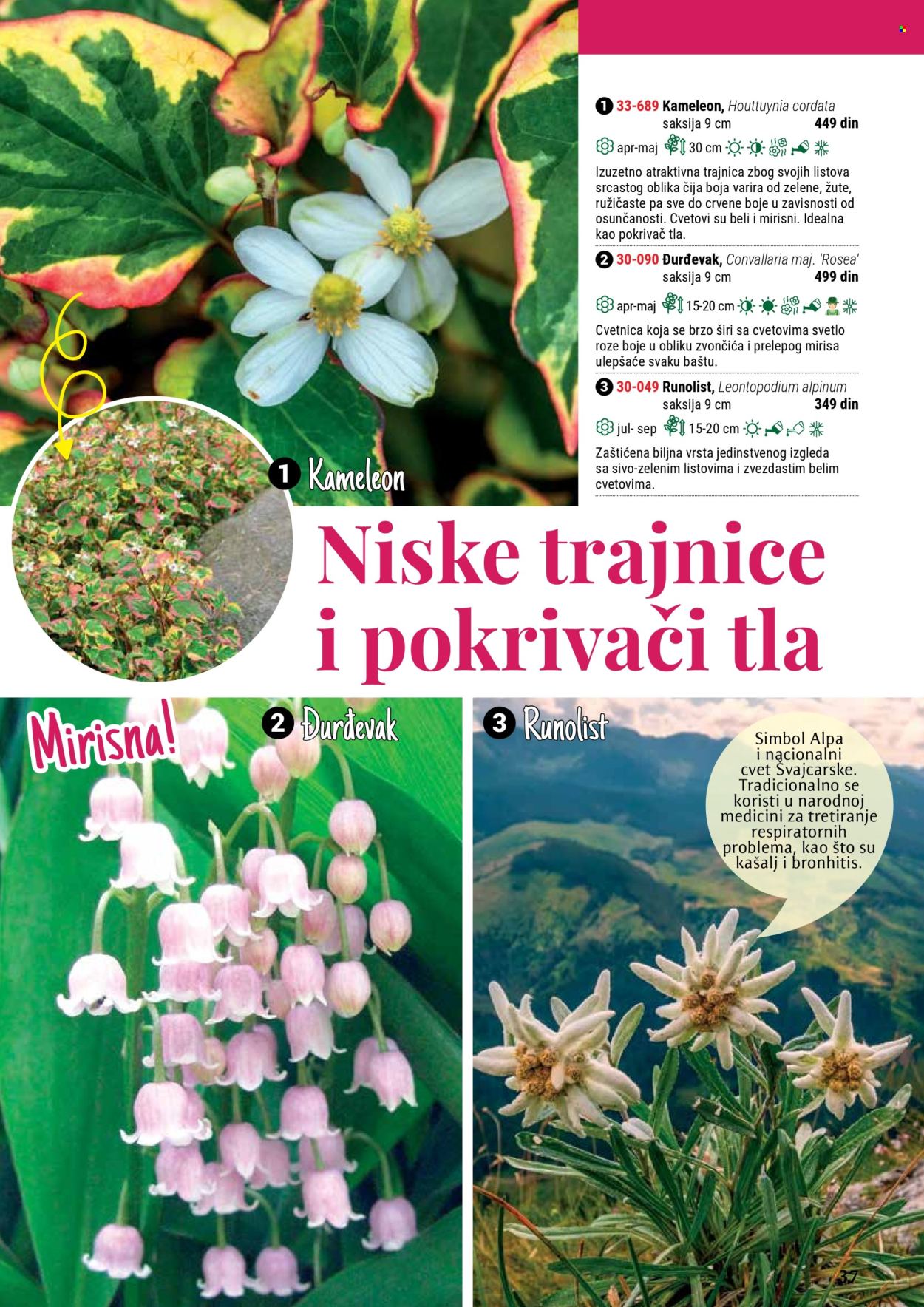 Flora Ekspres katalog. Stranica 37