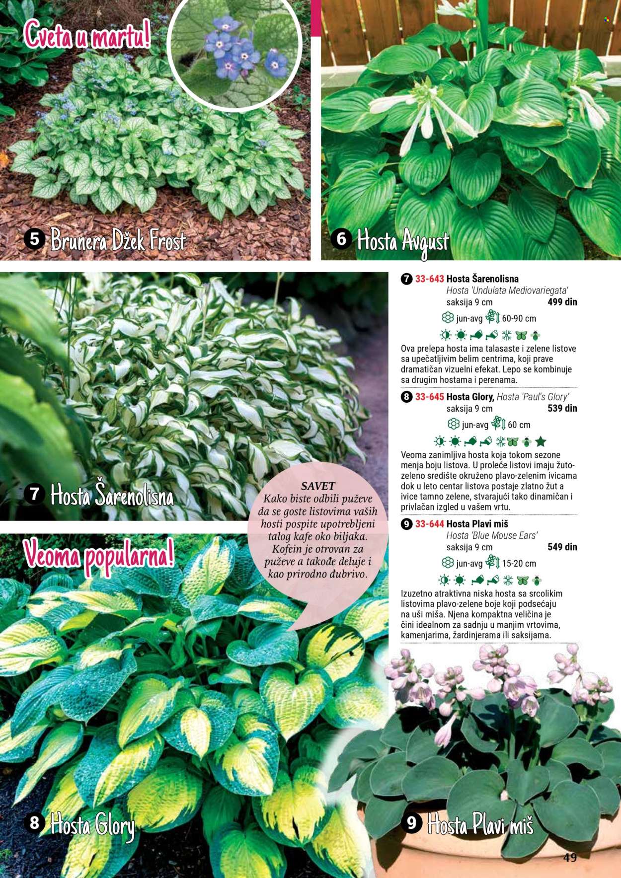 Flora Ekspres katalog. Stranica 49