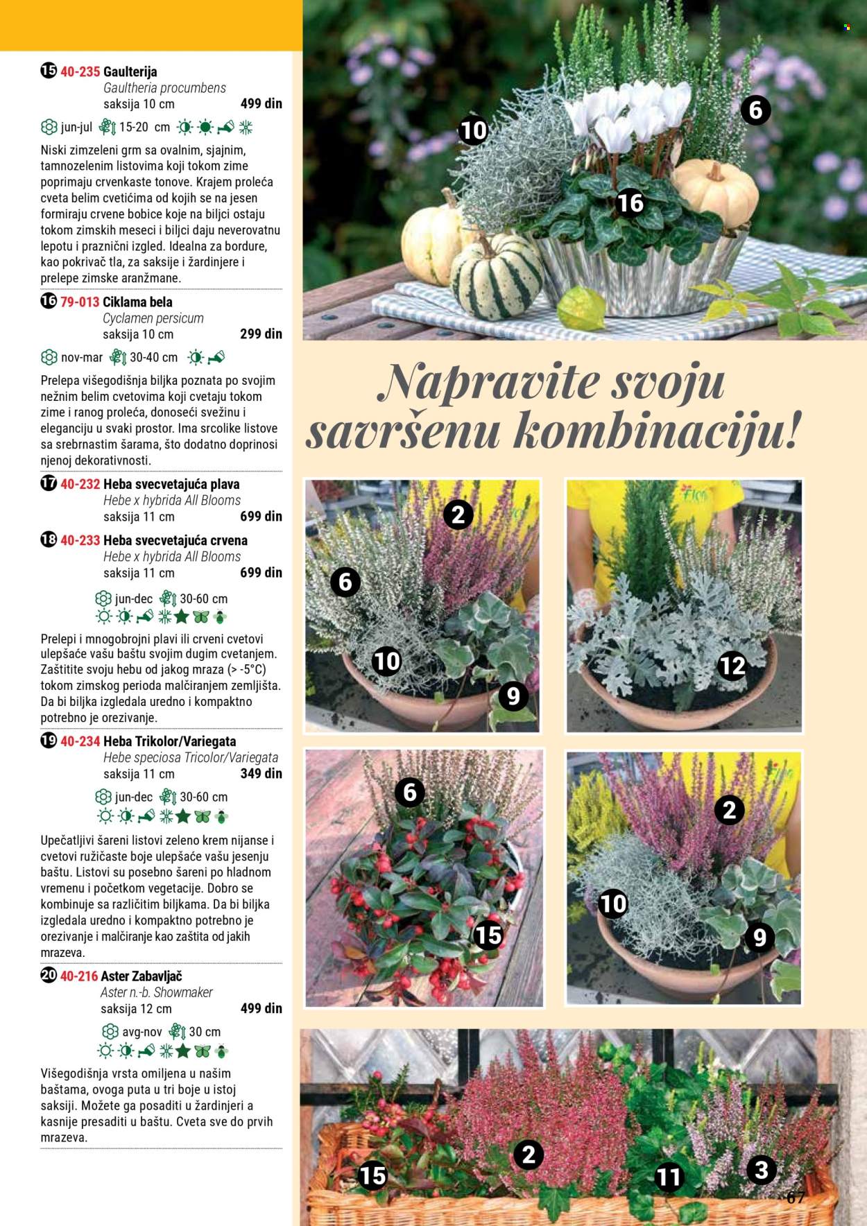 Flora Ekspres katalog. Stranica 67