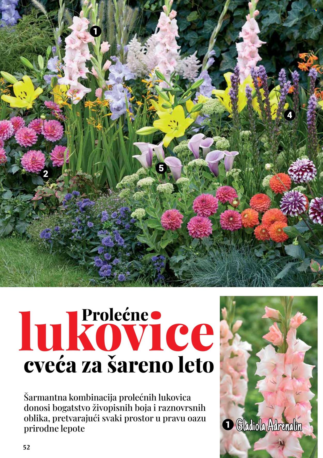 Flora Ekspres katalog. Stranica 52