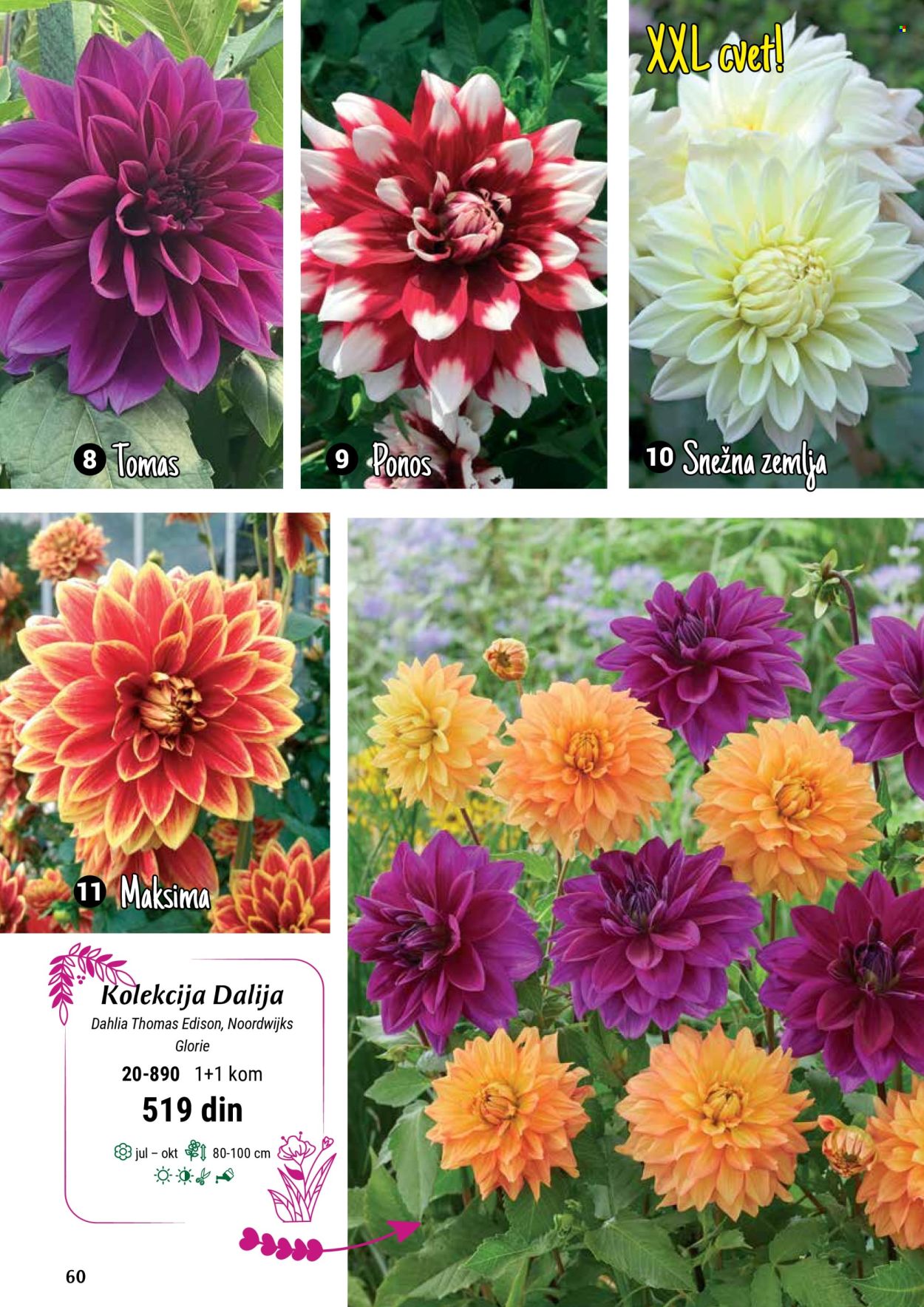 Flora Ekspres katalog. Stranica 60