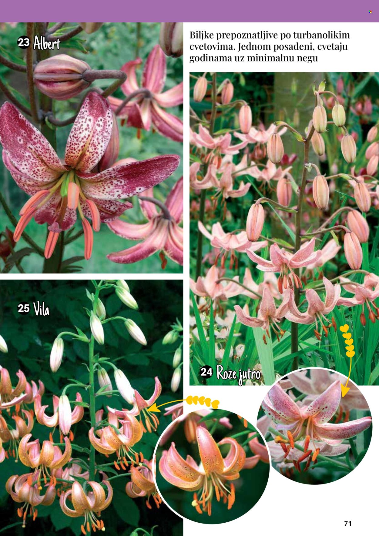 Flora Ekspres katalog. Stranica 71