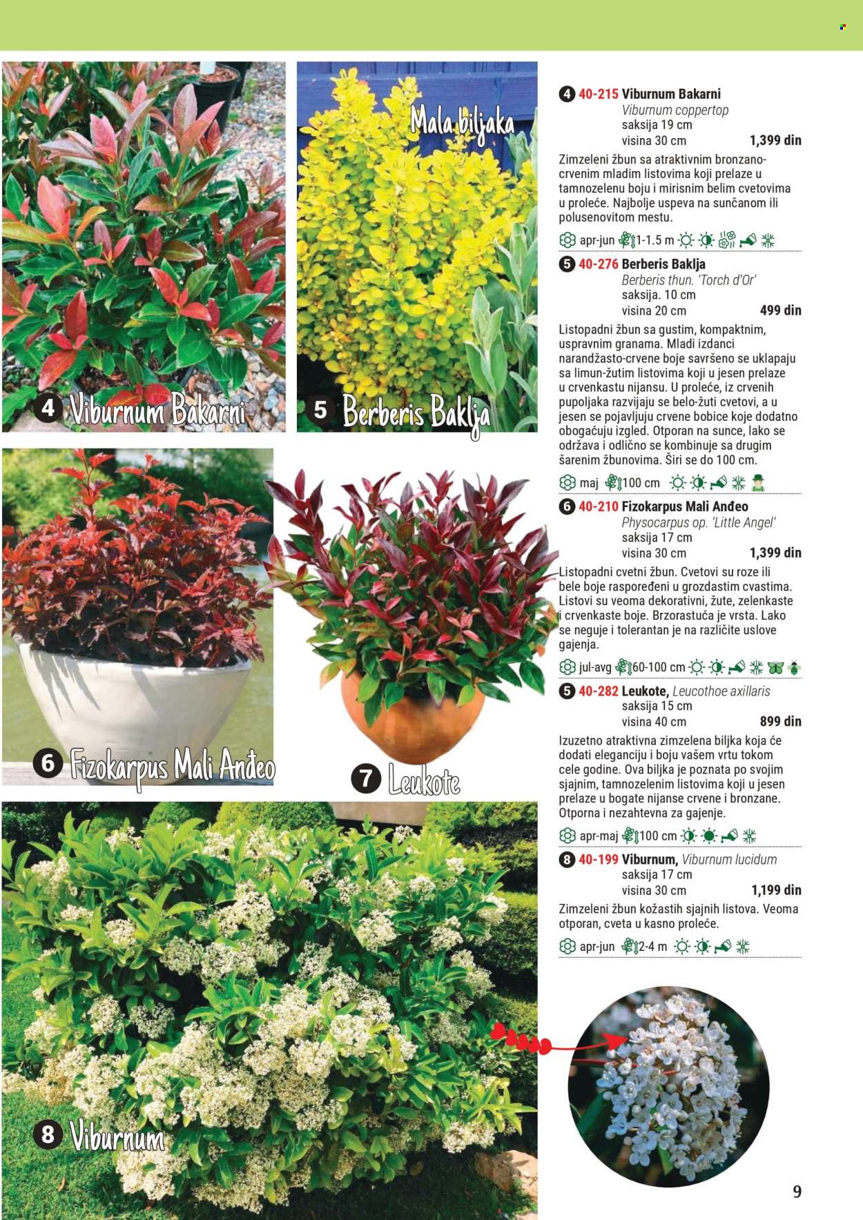 Flora Ekspres katalog. Stranica 9