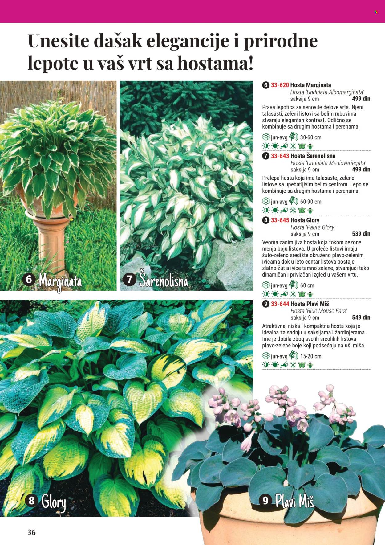 Flora Ekspres katalog. Stranica 36
