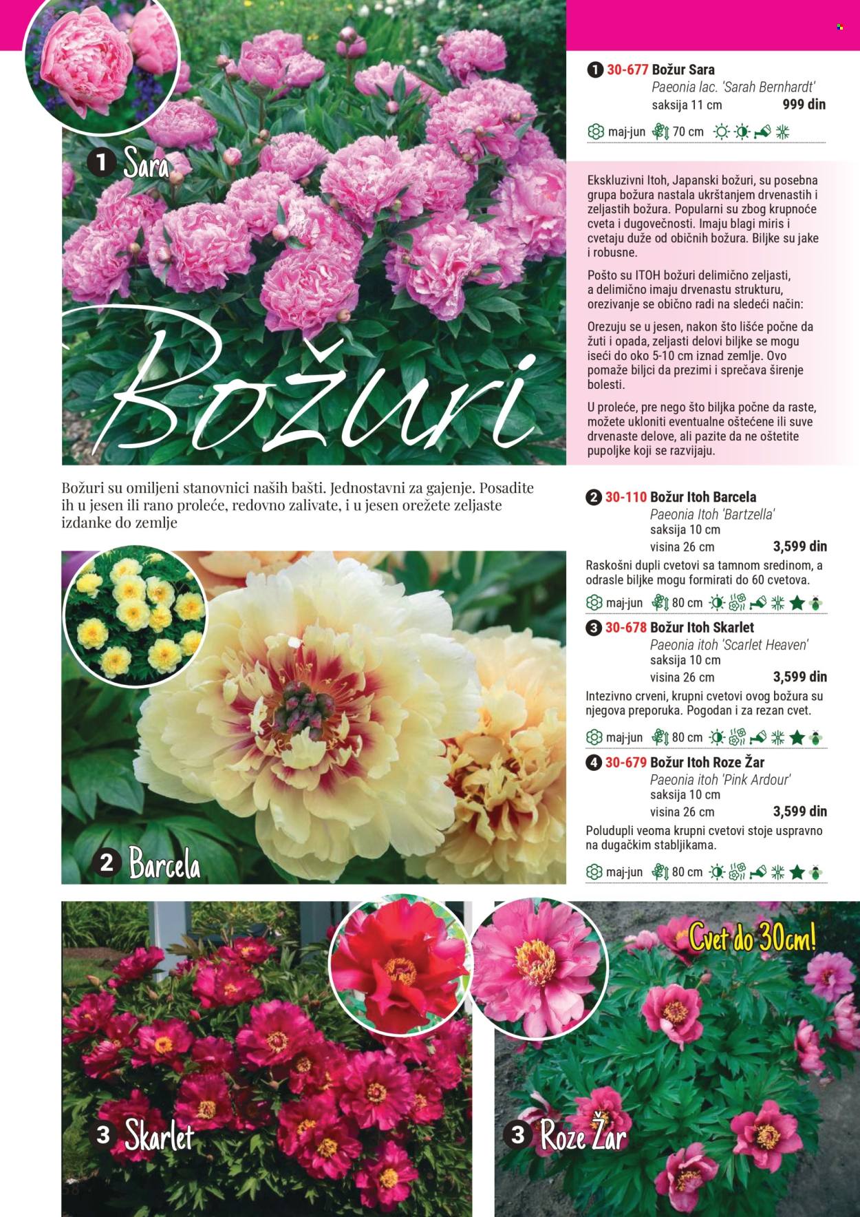Flora Ekspres katalog. Stranica 58