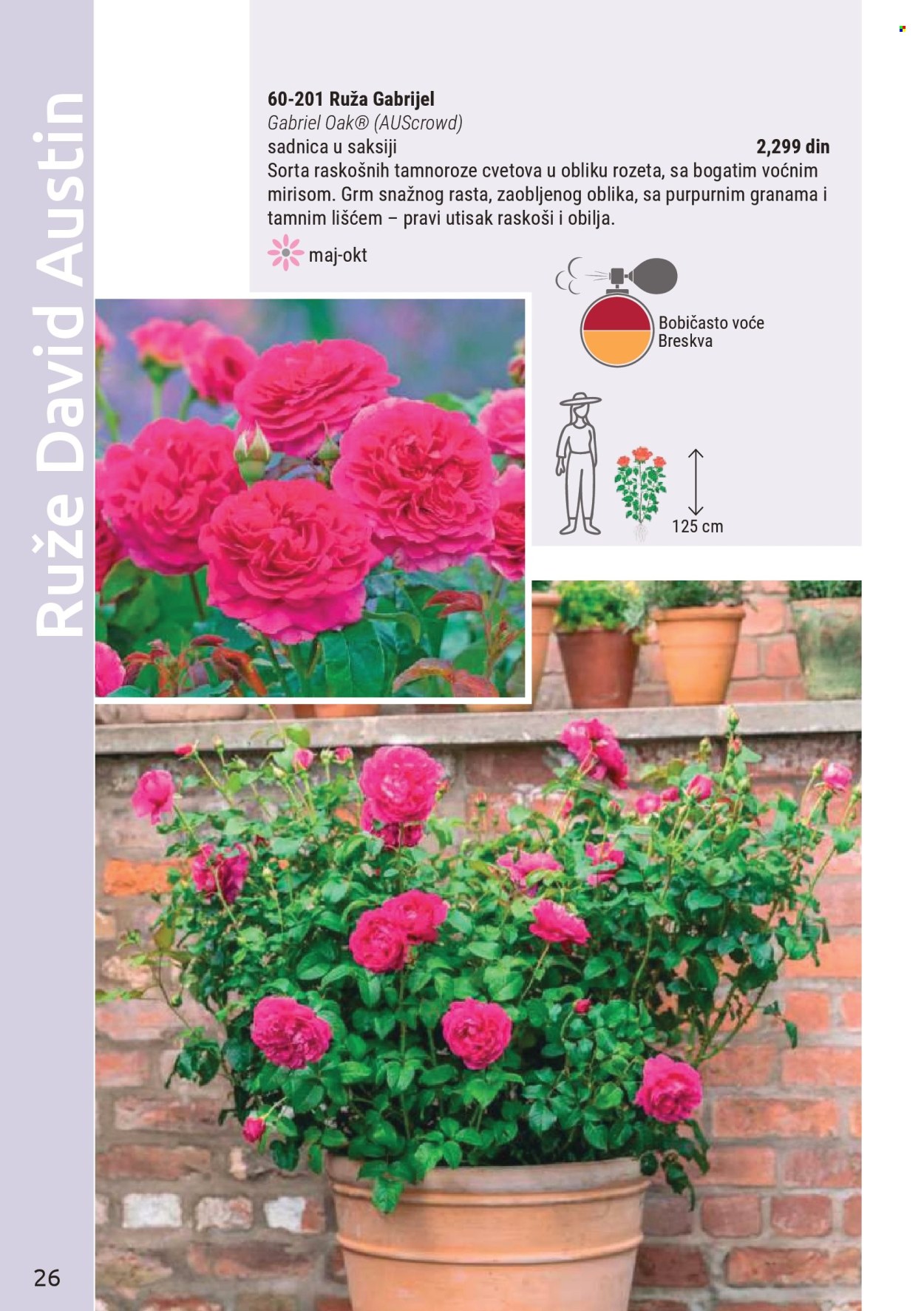 Flora Ekspres katalog. Stranica 26