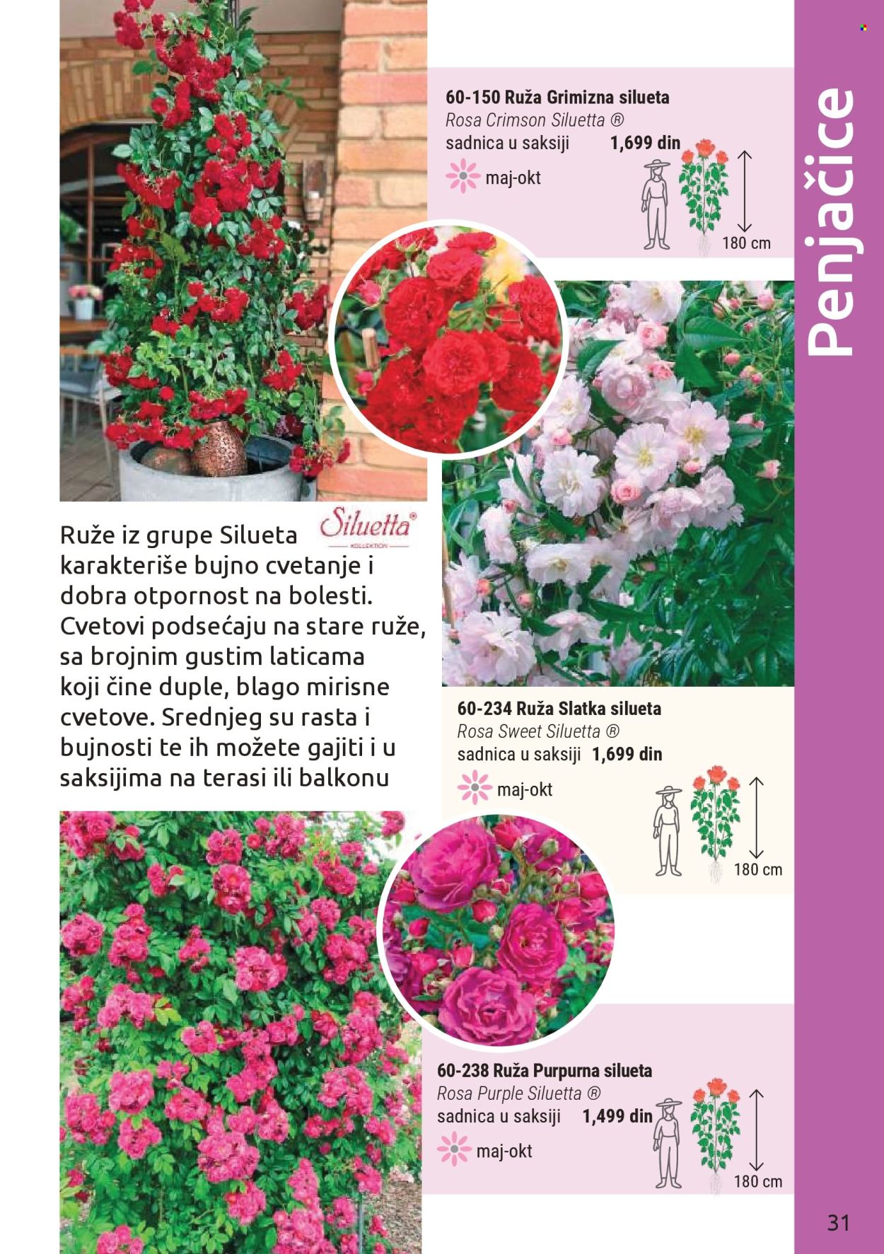 Flora Ekspres katalog. Stranica 31