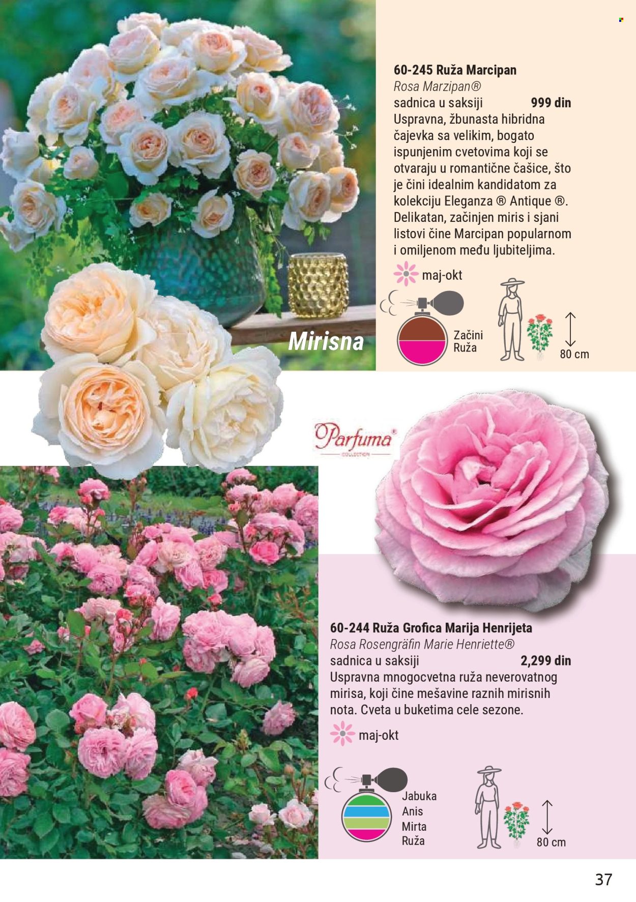 Flora Ekspres katalog. Stranica 37