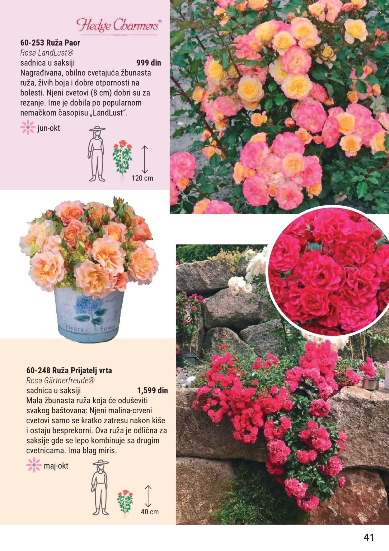 Flora Ekspres katalog. Stranica 41