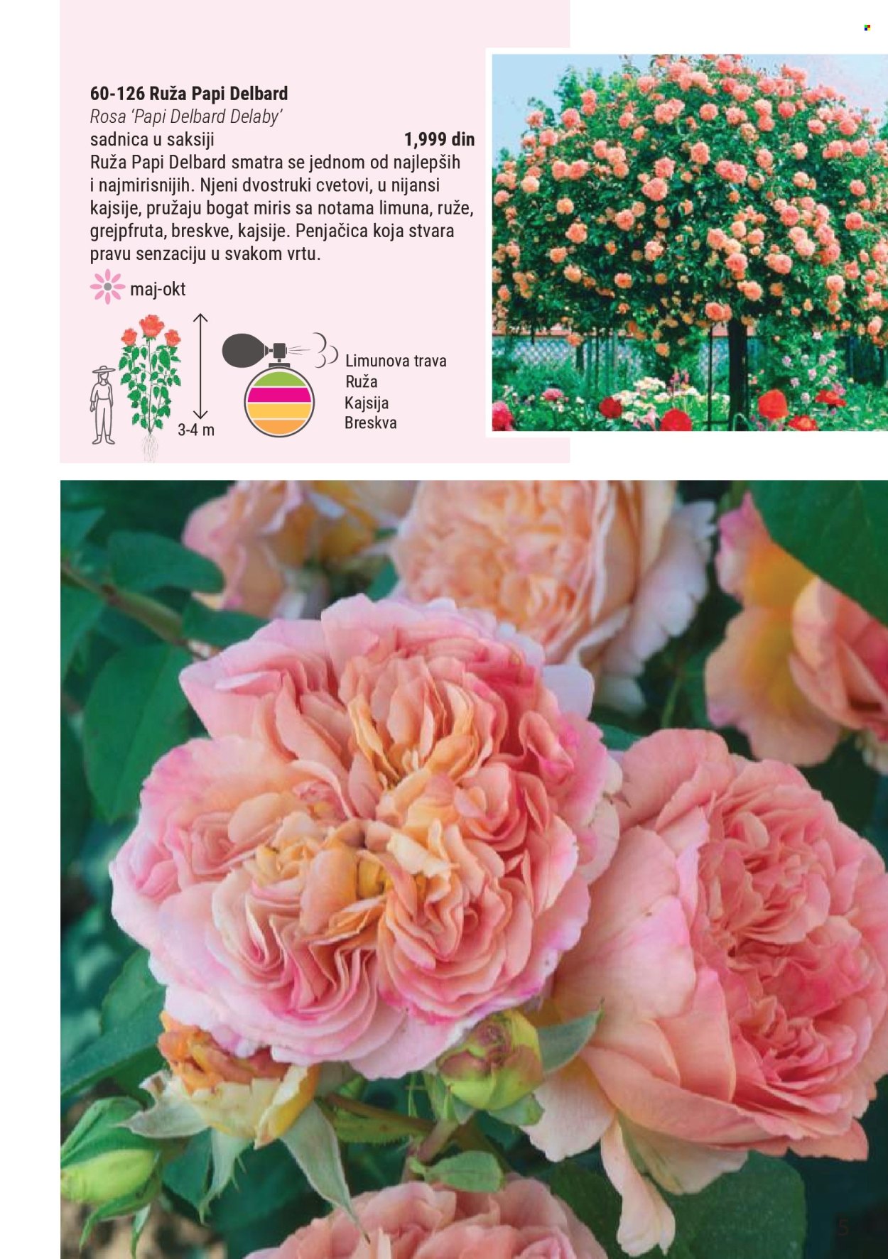 Flora Ekspres katalog. Stranica 5