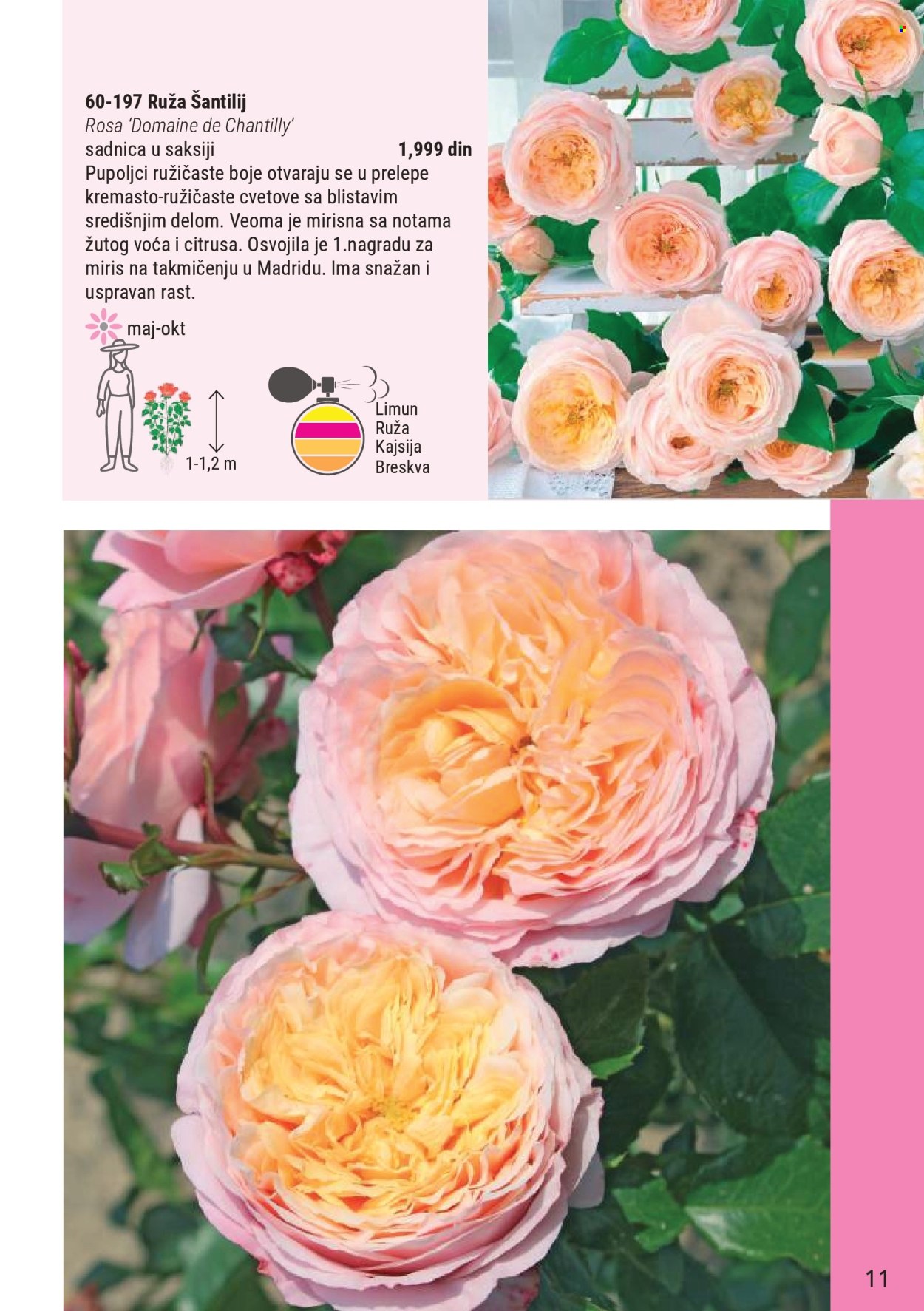 Flora Ekspres katalog. Stranica 11
