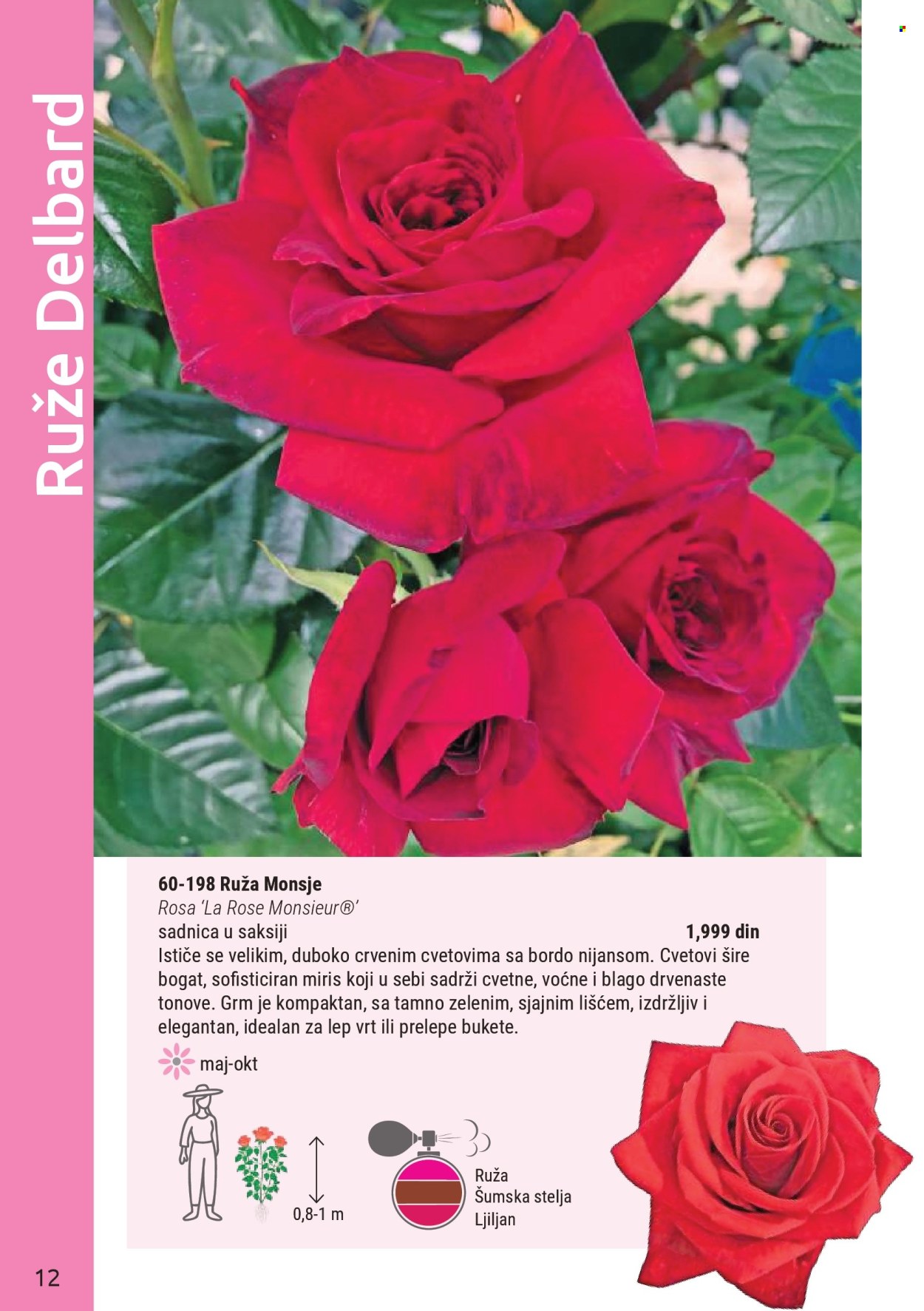 Flora Ekspres katalog. Stranica 12