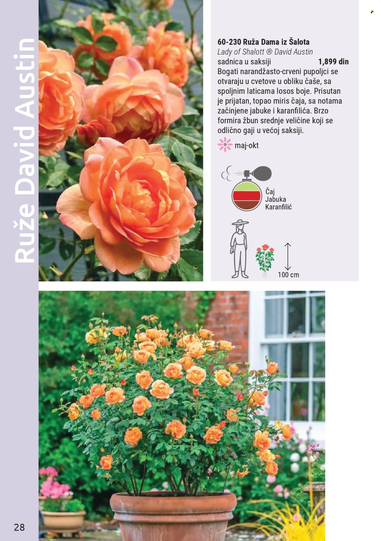 Flora Ekspres katalog. Stranica 28