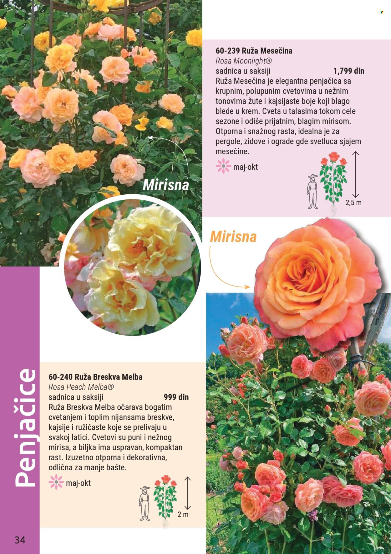 Flora Ekspres katalog. Stranica 34