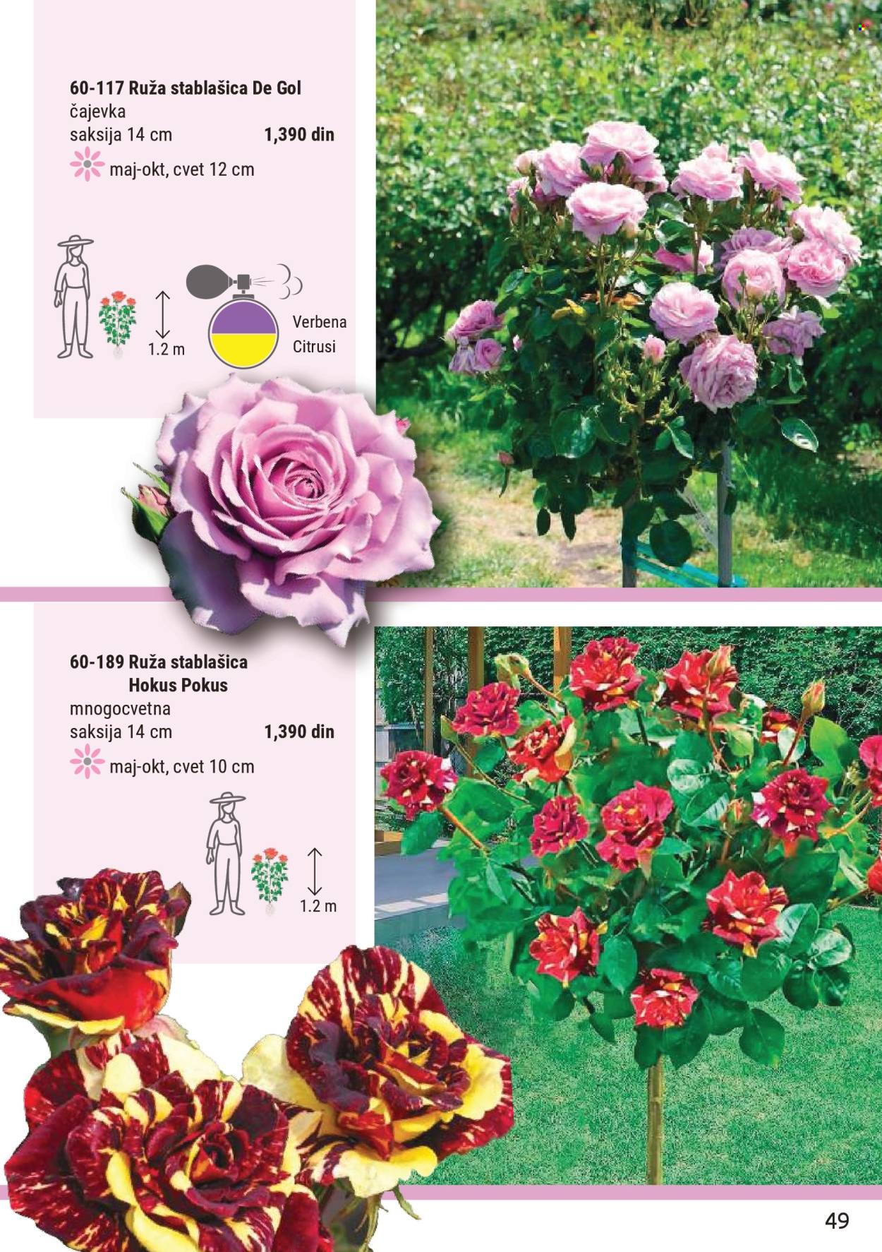 Flora Ekspres katalog. Stranica 49