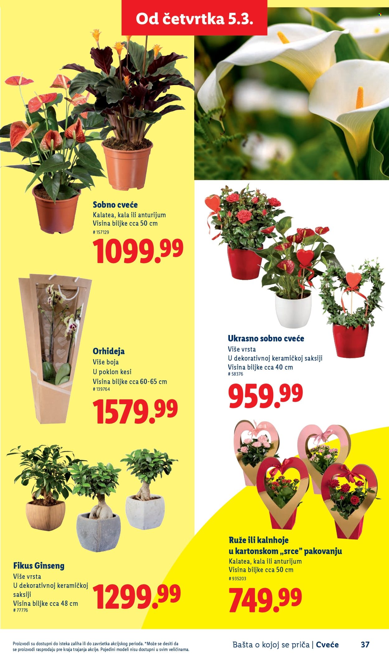 Lidl katalog. Stranica 37