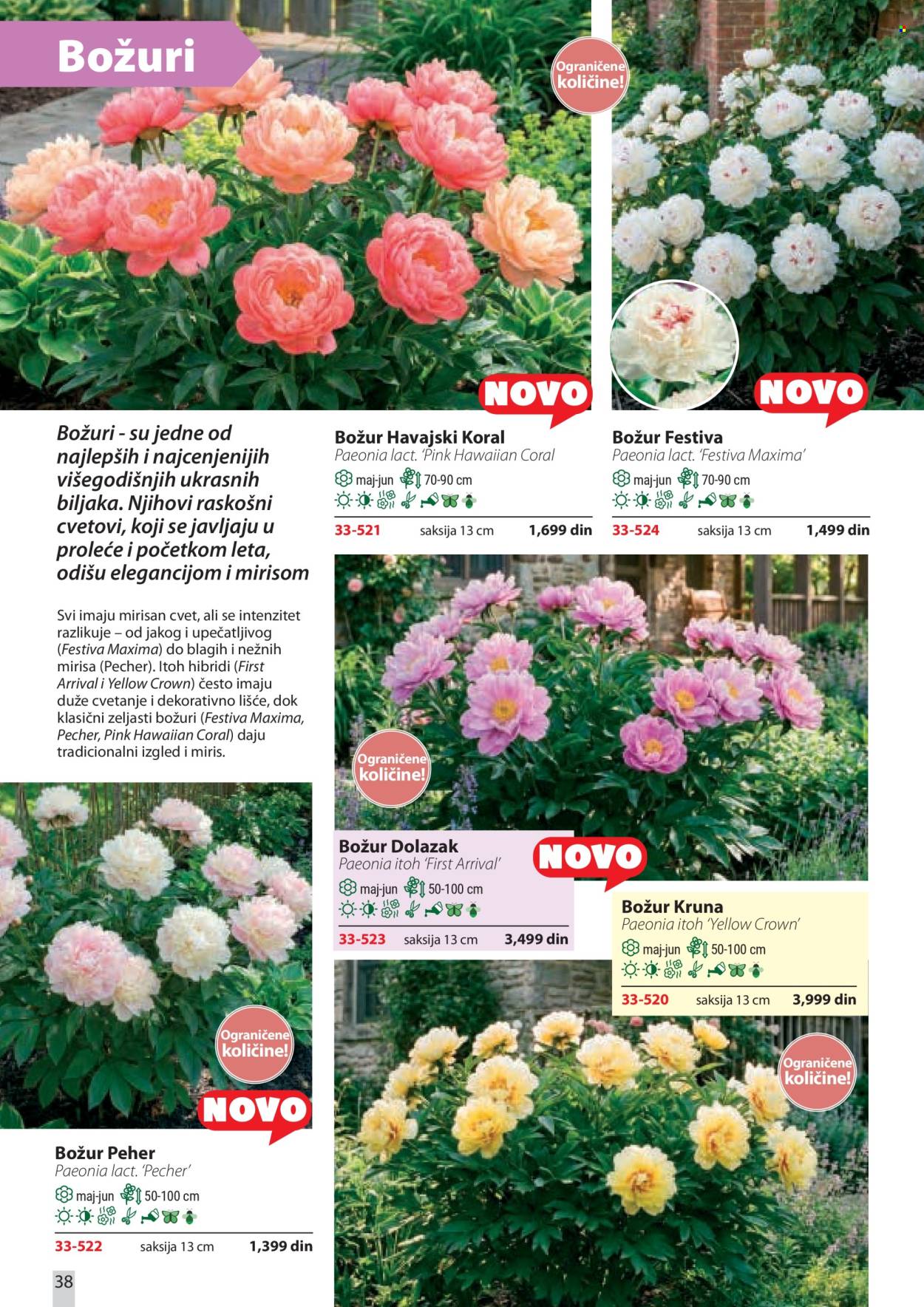 Flora Ekspres katalog. Stranica 38