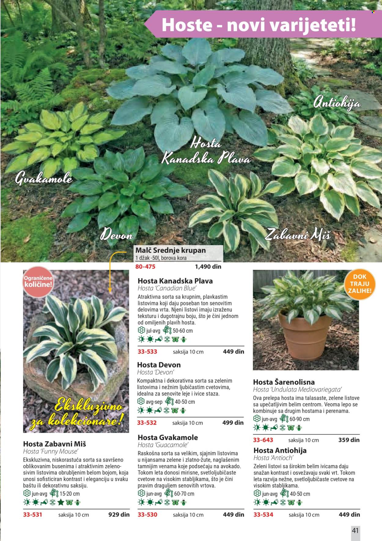 Flora Ekspres katalog. Stranica 41