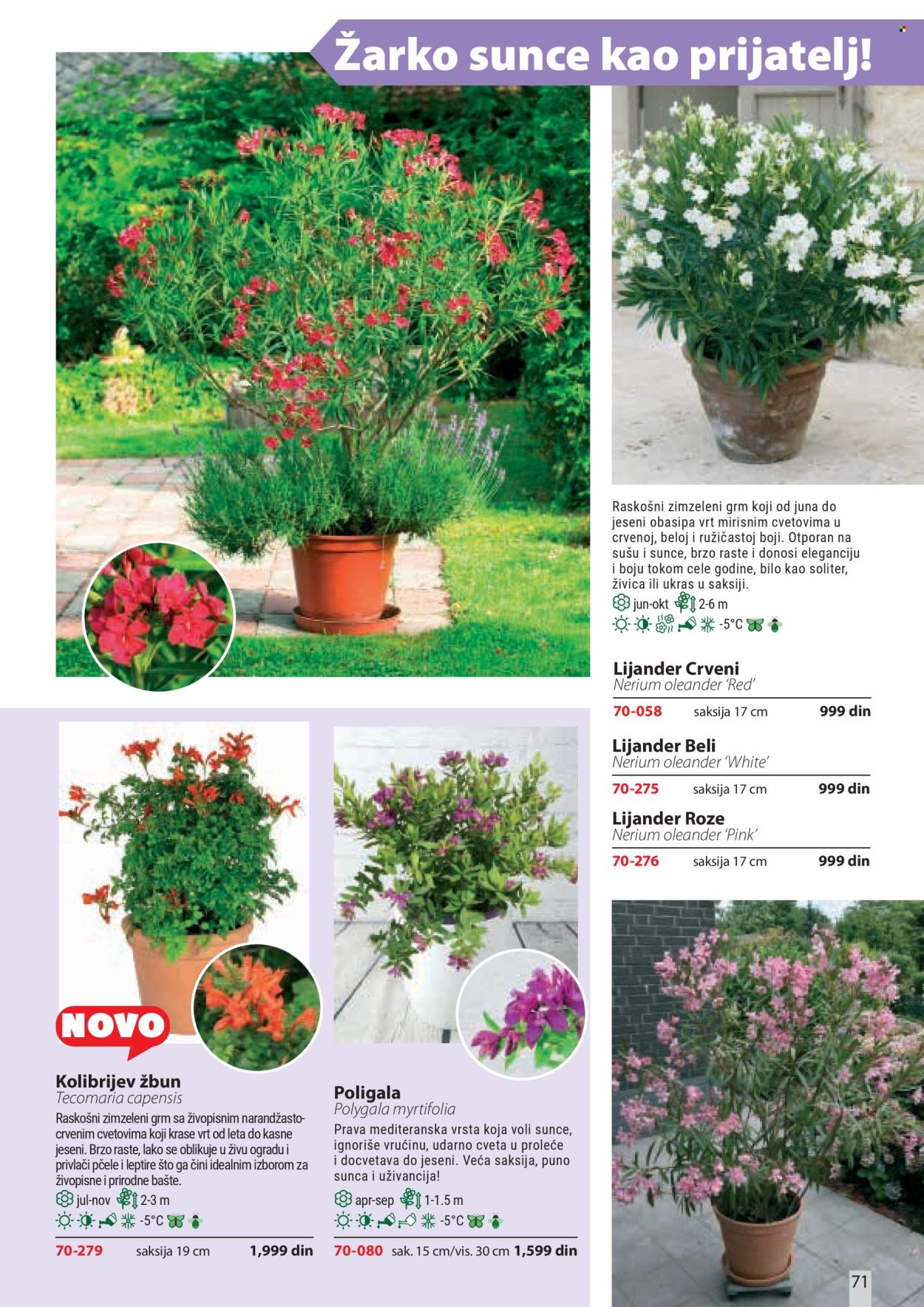 Flora Ekspres katalog. Stranica 71