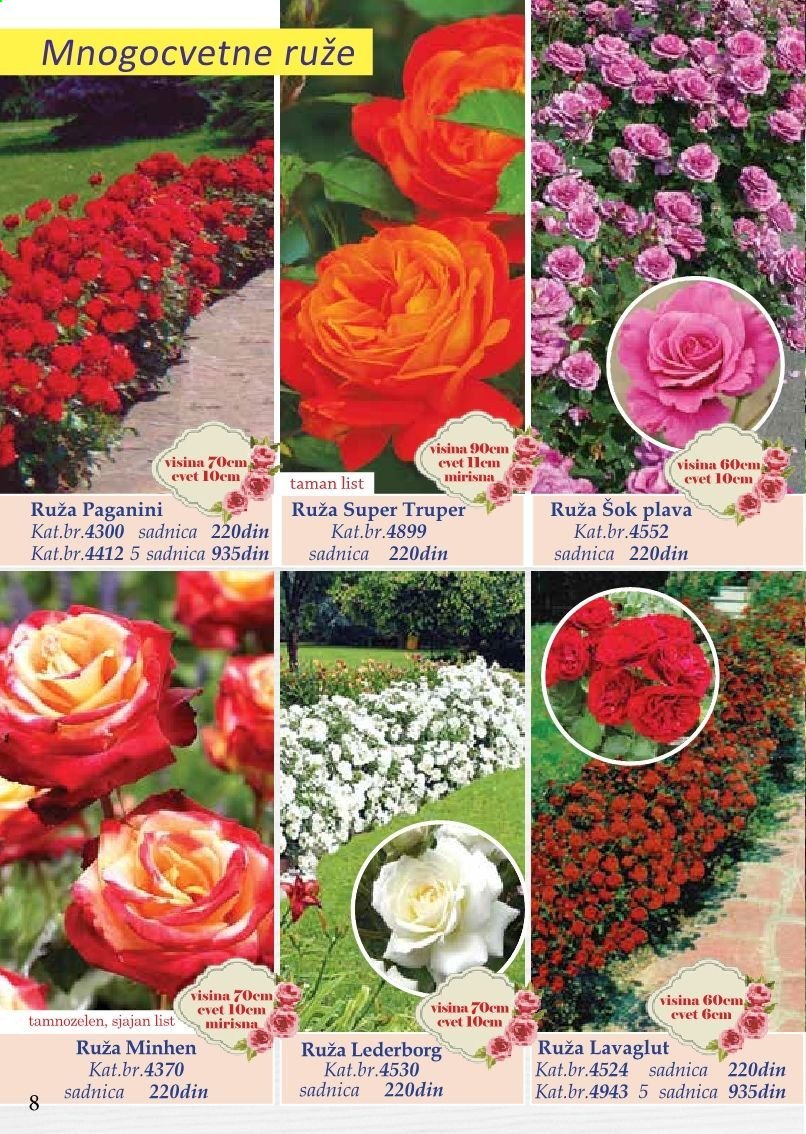 thumbnail - Flora Ekspres katalog - Proizvodi na akciji - ruže. Stranica 8.