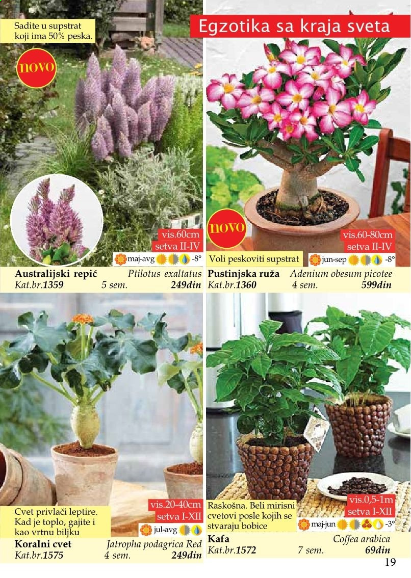 Flora Ekspres katalog. Stranica 19