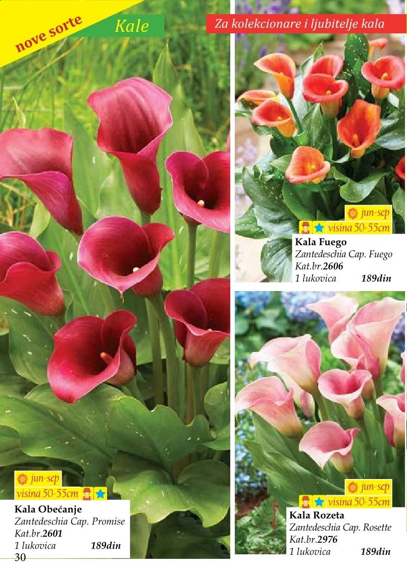 Flora Ekspres katalog. Stranica 30