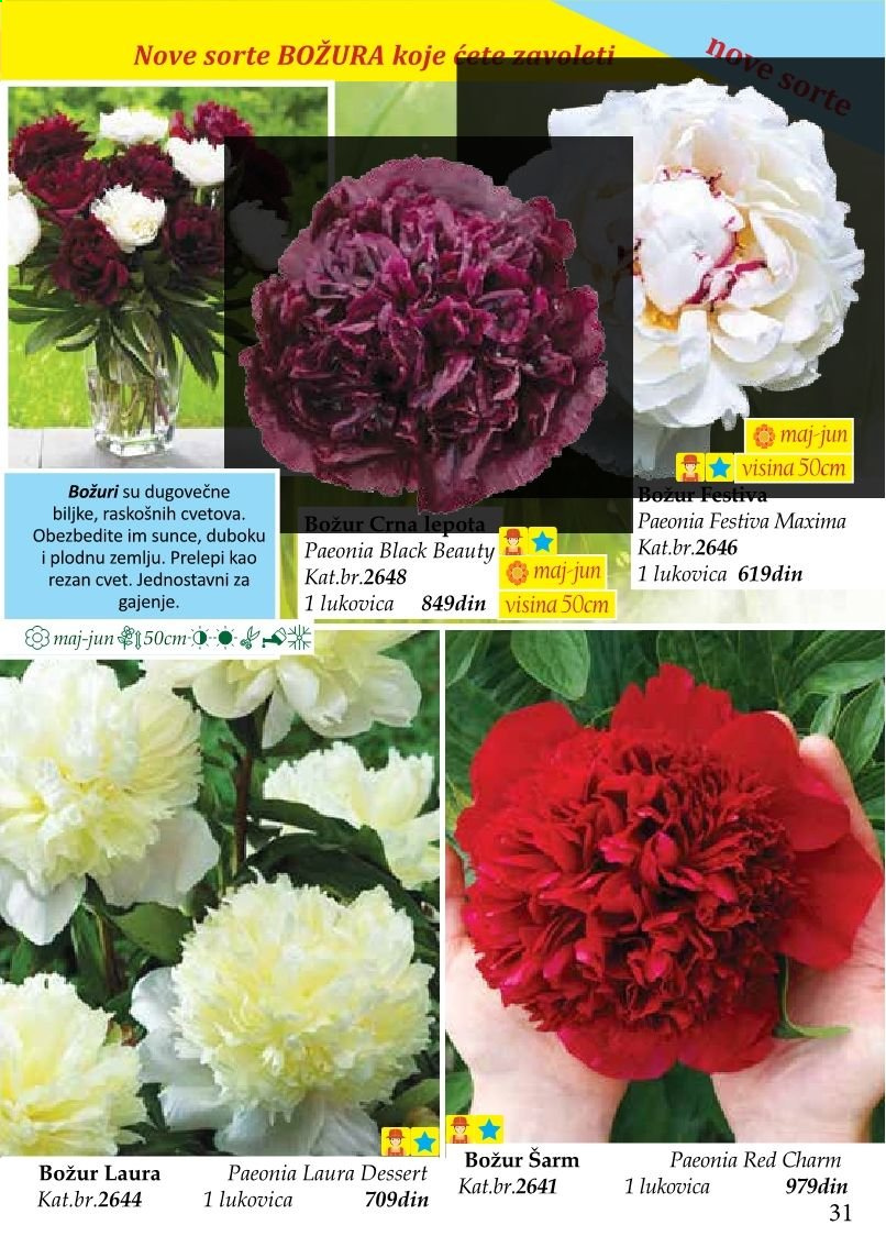 Flora Ekspres katalog. Stranica 31