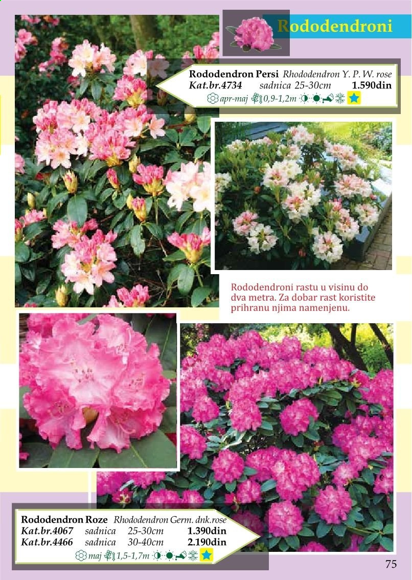 Flora Ekspres katalog. Stranica 75