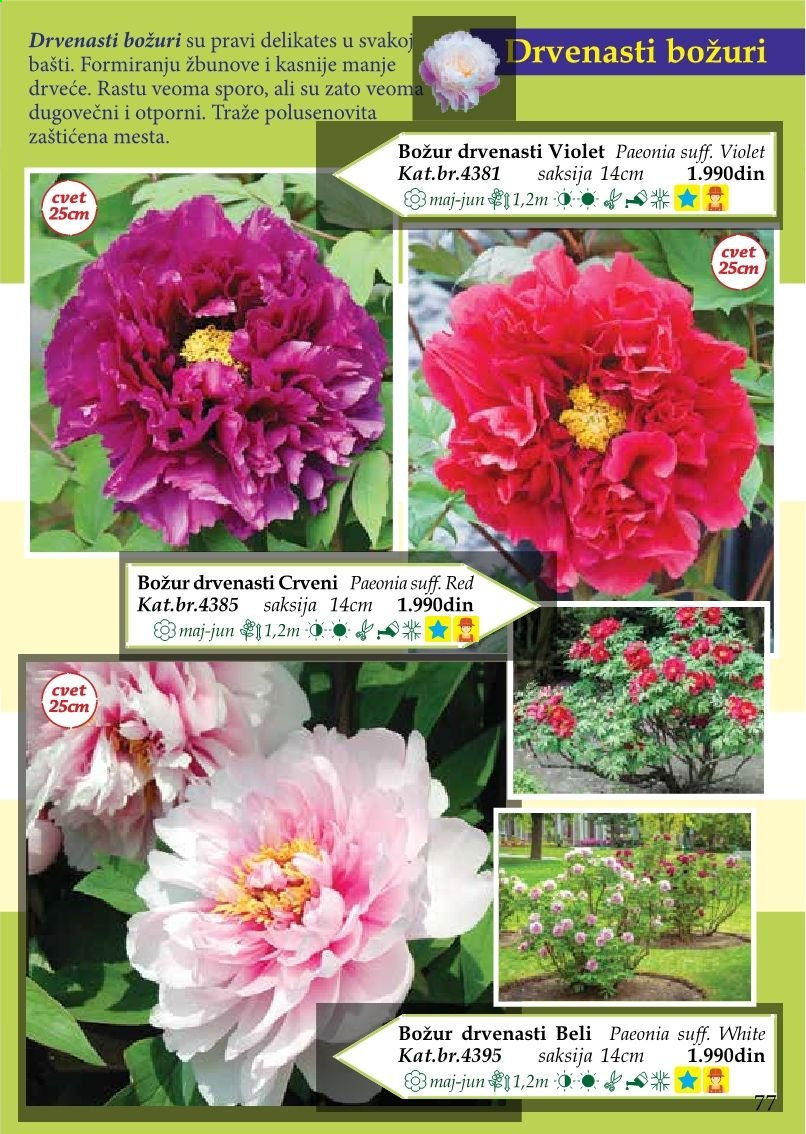 Flora Ekspres katalog. Stranica 77