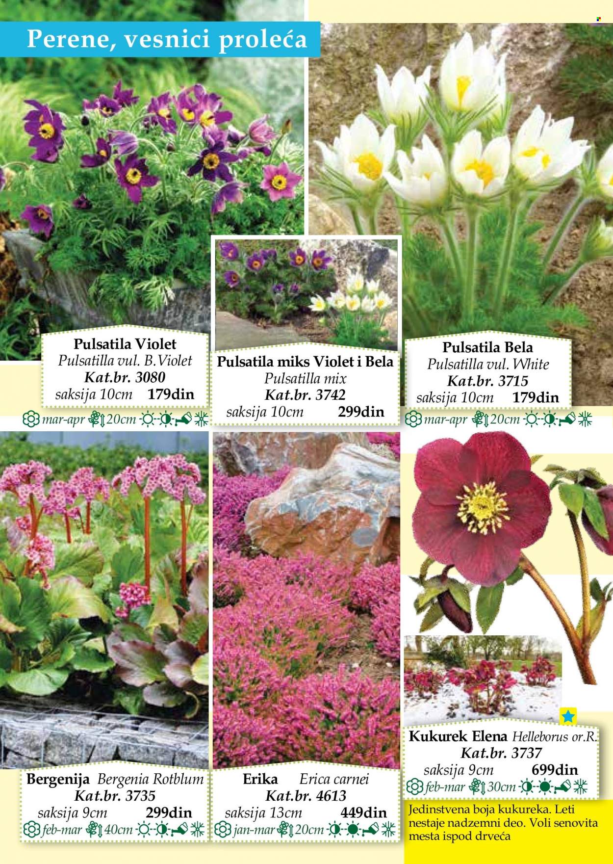 Flora Ekspres katalog. Stranica 42