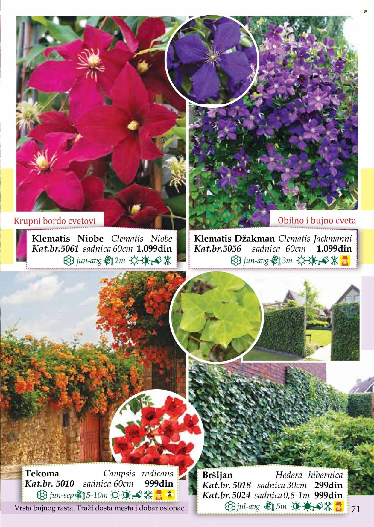 Flora Ekspres katalog. Stranica 71