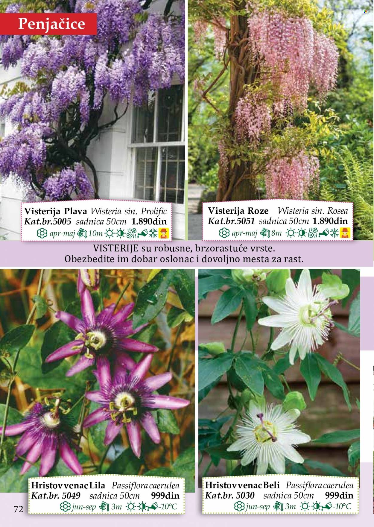 Flora Ekspres katalog. Stranica 72