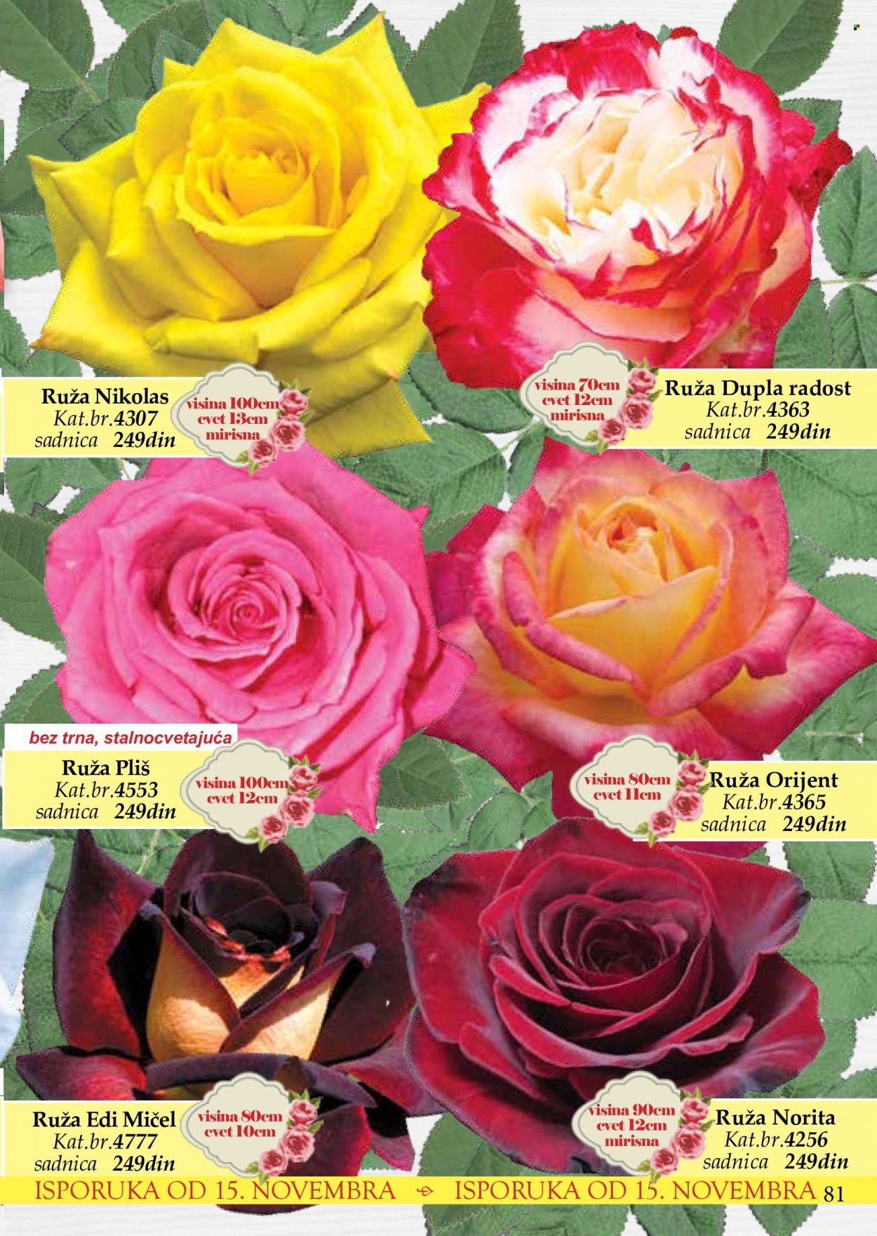 Flora Ekspres katalog. Stranica 81