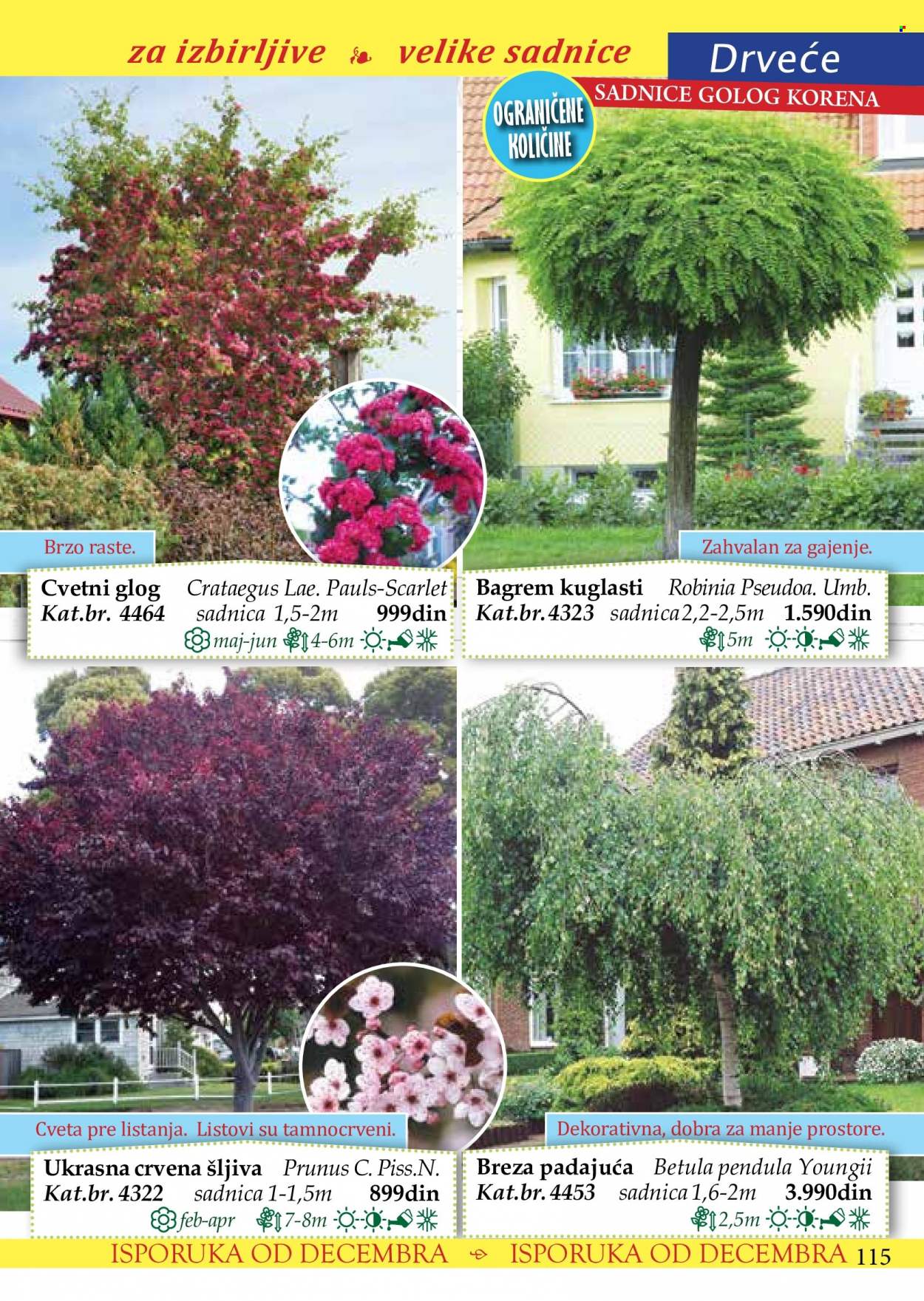 Flora Ekspres katalog. Stranica 115