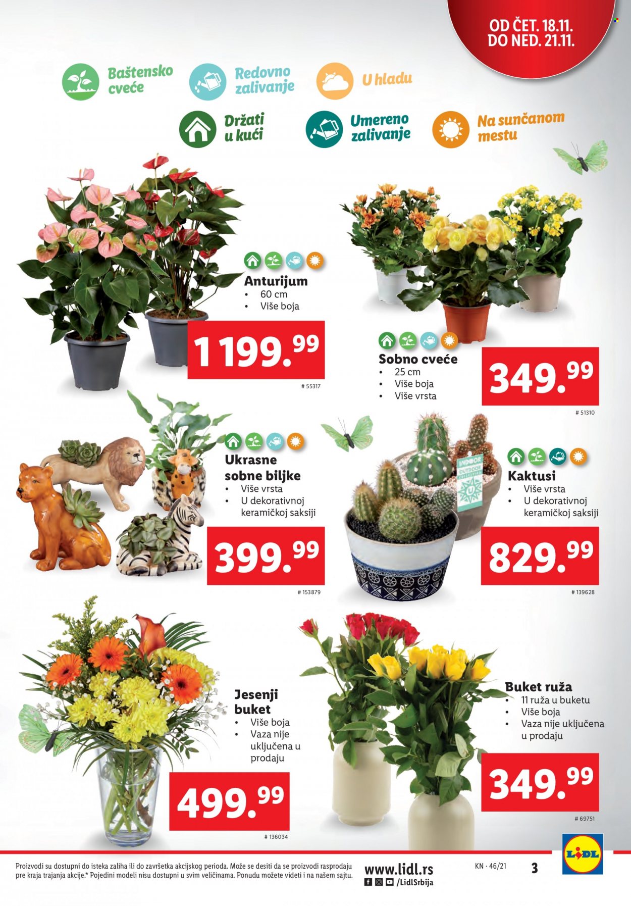 thumbnail - Lidl katalog - 18.11.2021 - 24.11.2021 - Proizvodi na akciji - vaza, cveće, kaktus, sobne biljke. Stranica 3.