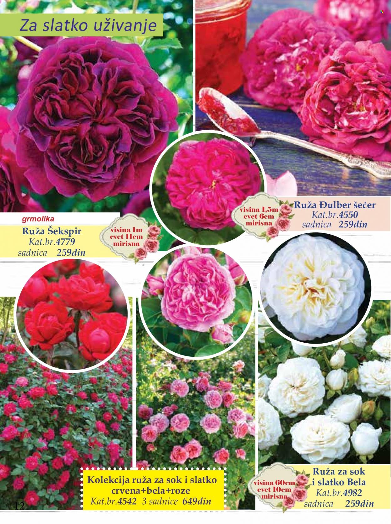 Flora Ekspres katalog. Stranica 12