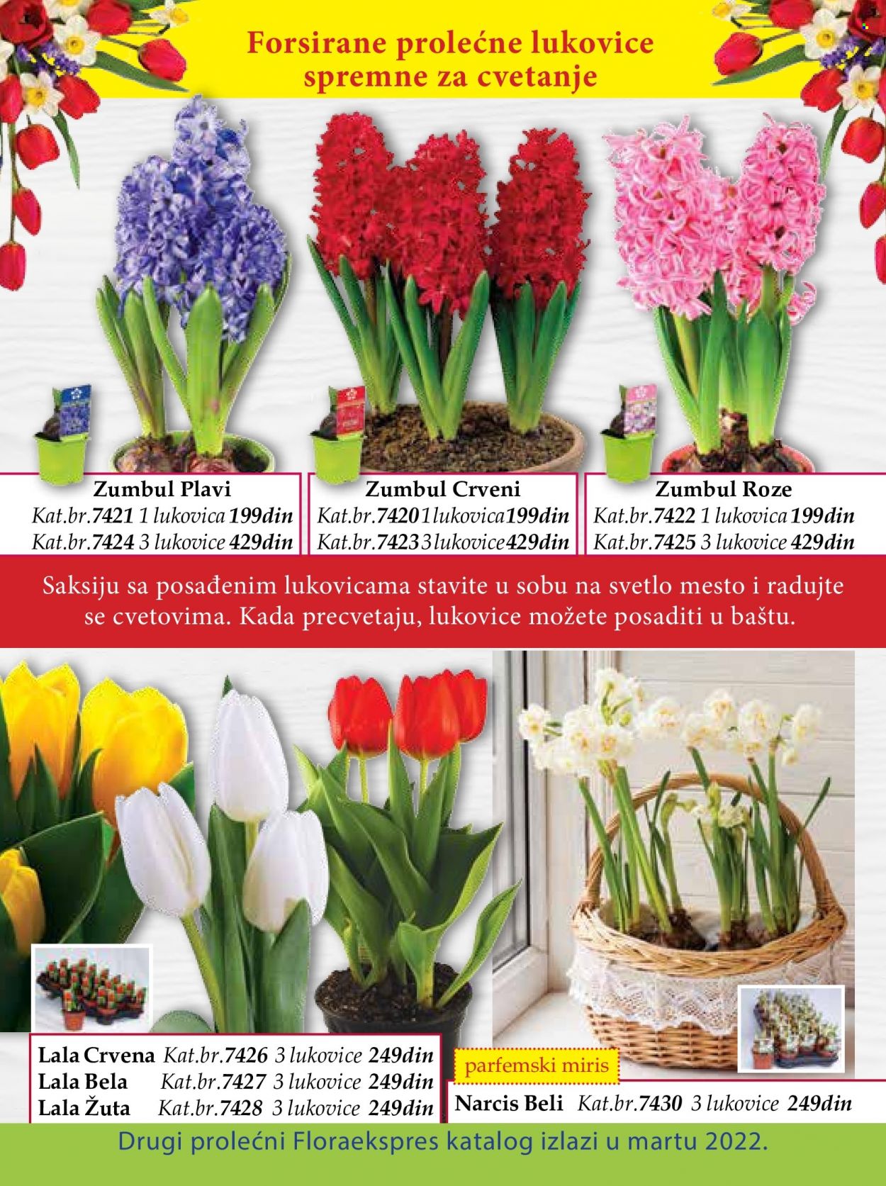 Flora Ekspres katalog. Stranica 100