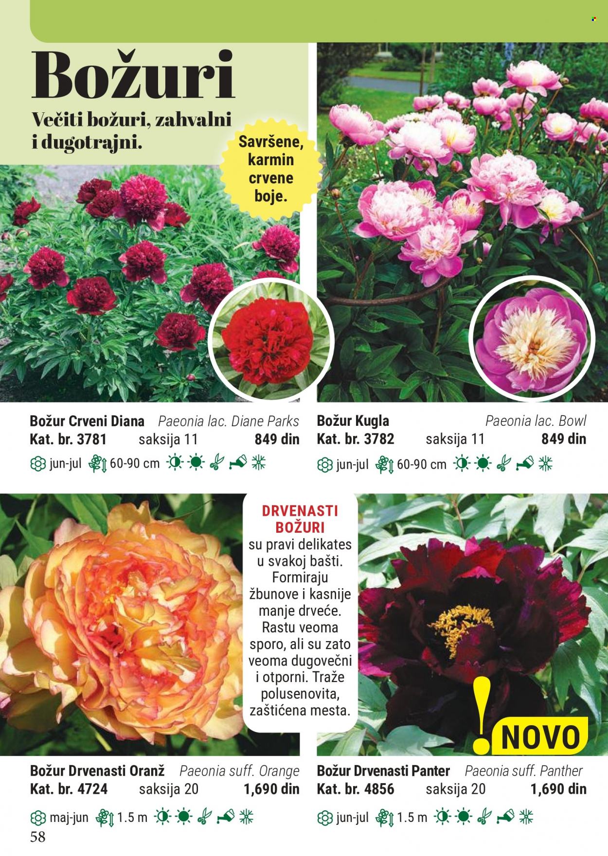 Flora Ekspres katalog. Stranica 58