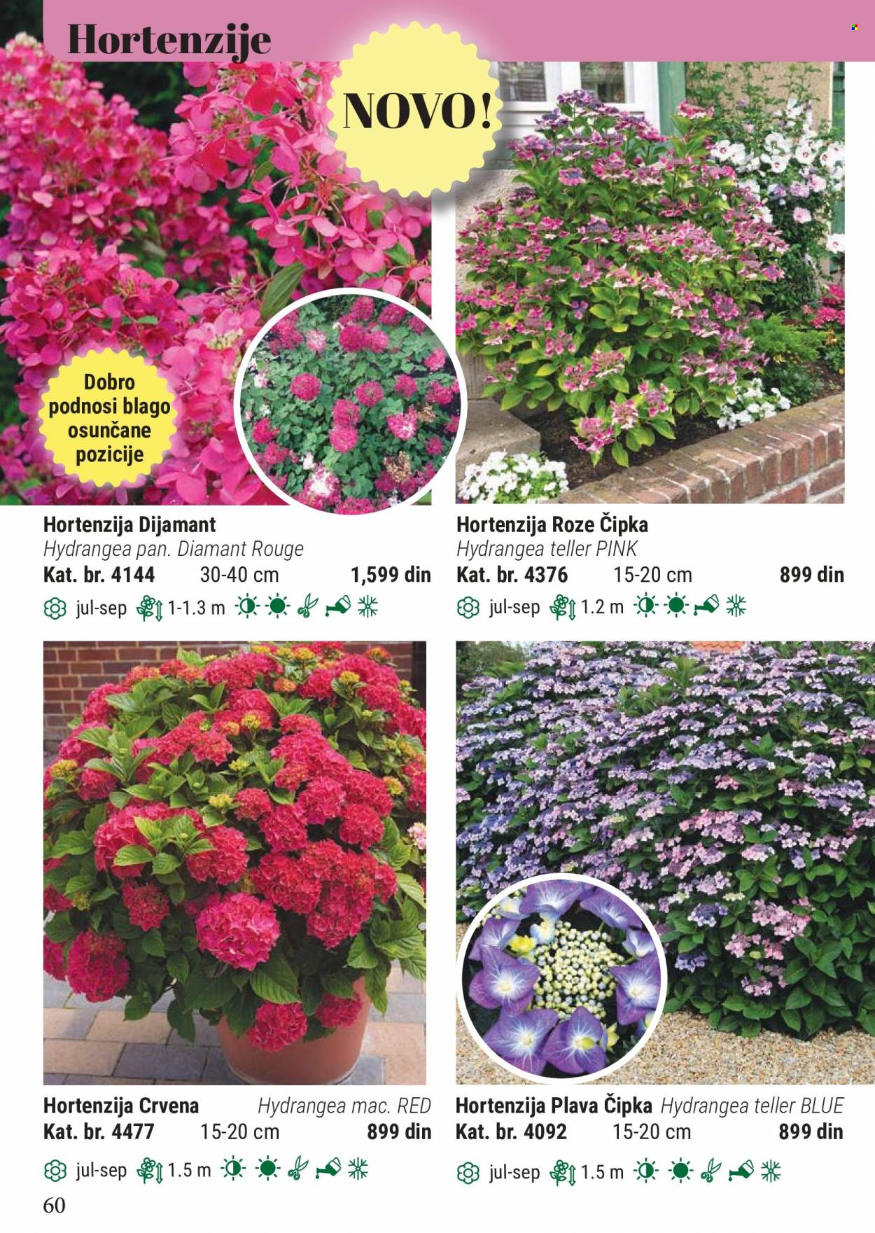 Flora Ekspres katalog. Stranica 60