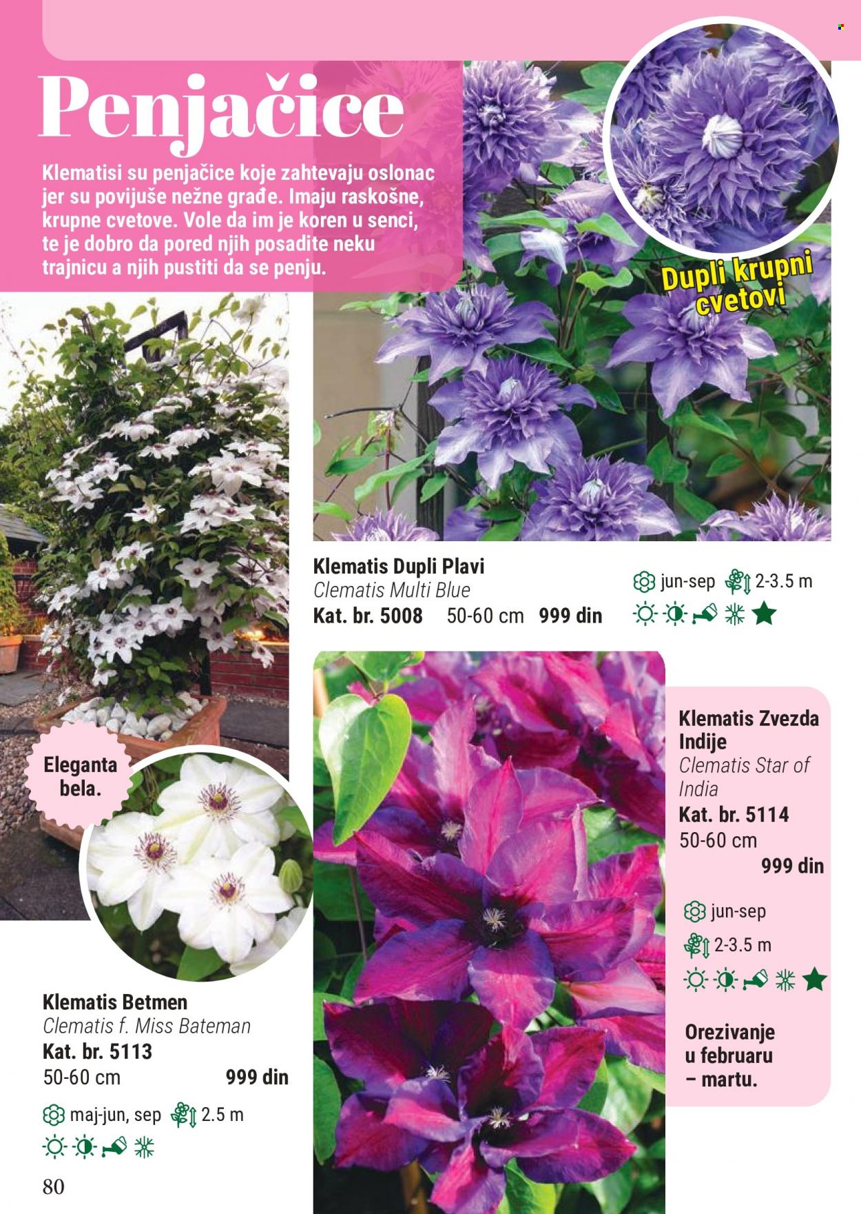 Flora Ekspres katalog. Stranica 80